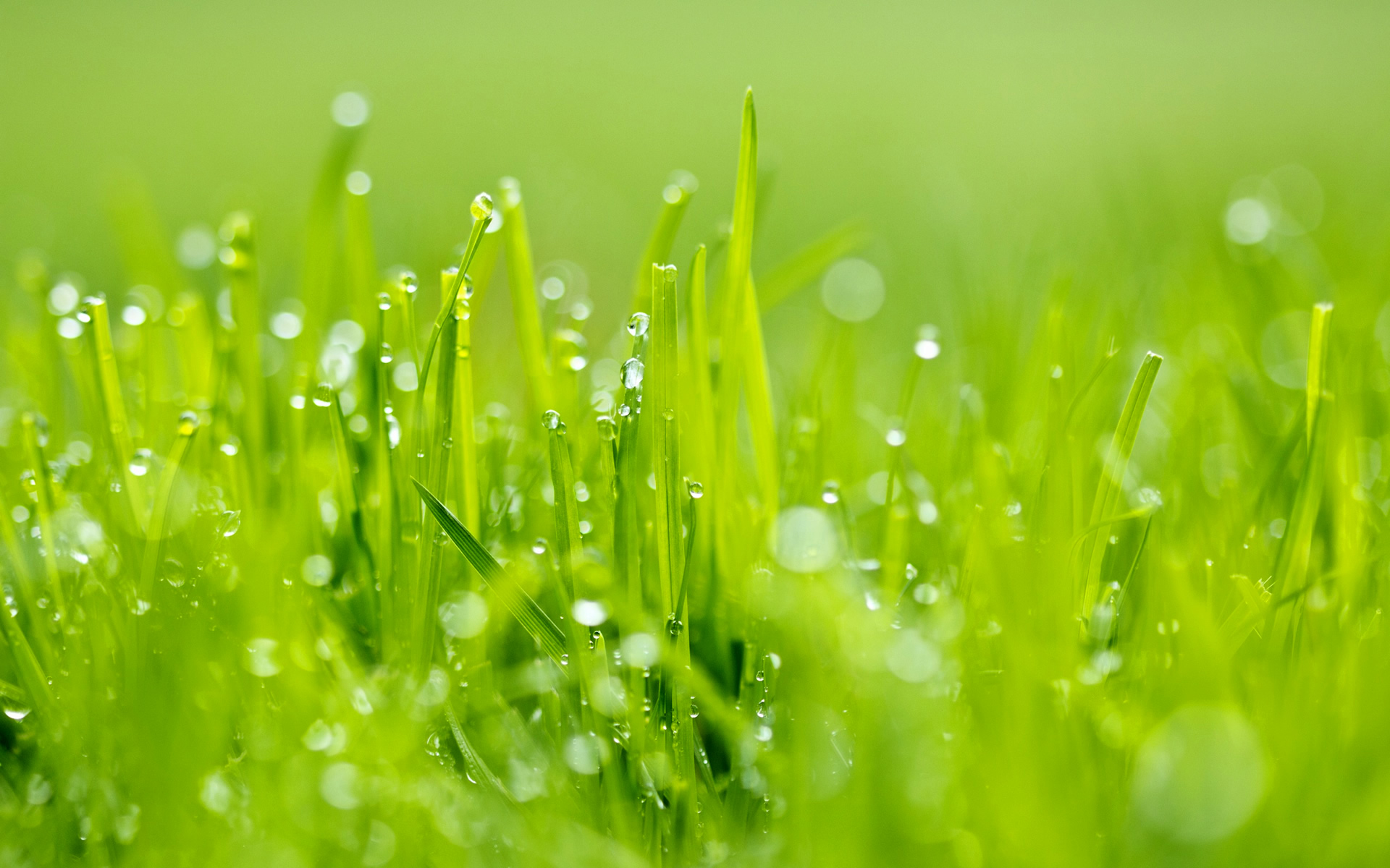 Free photo: Wet grass, Morningdew, Water