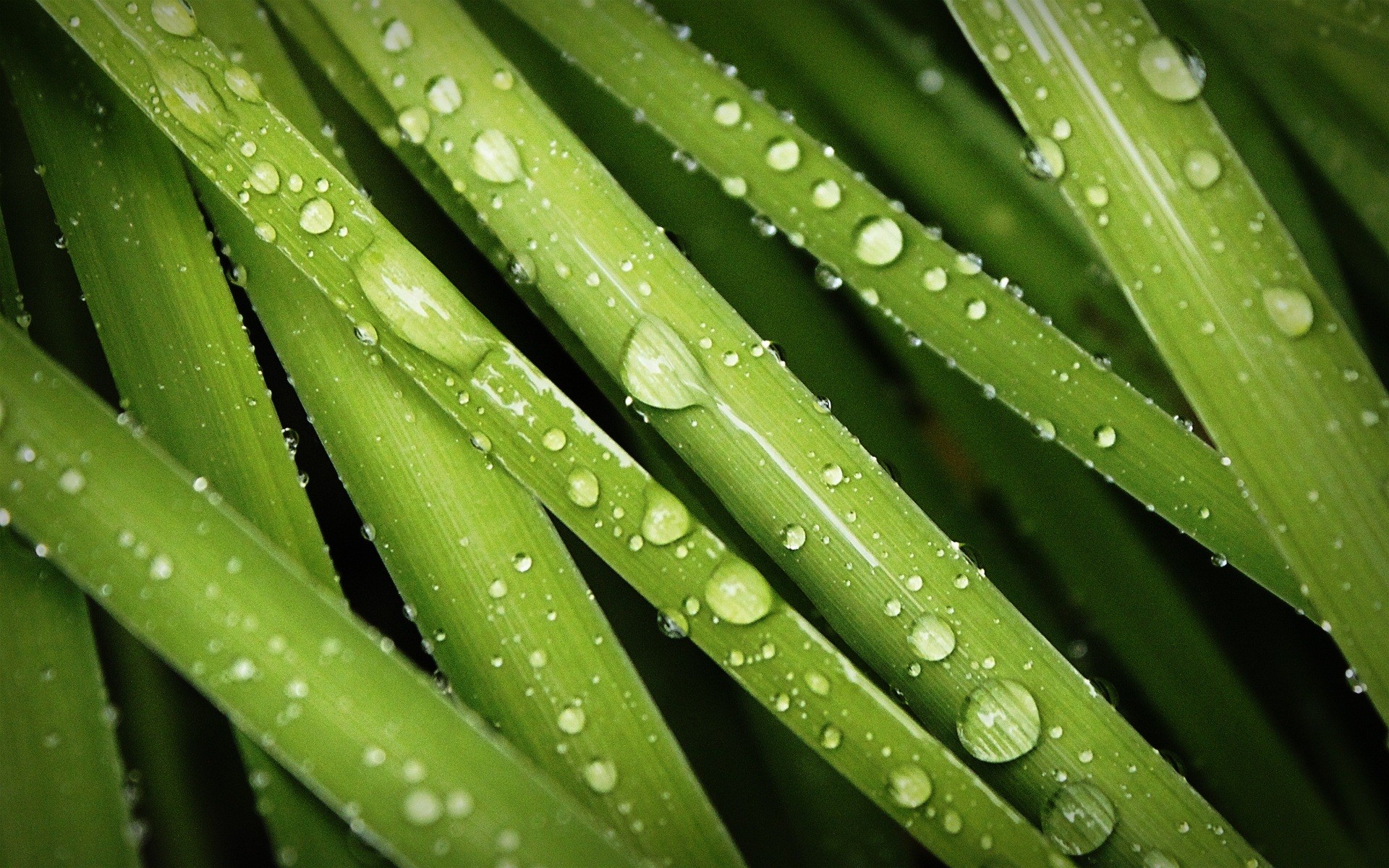 green, Nature, Grass, Water, Droplets, Dew Wallpaper HD / Desktop and Mobile Background