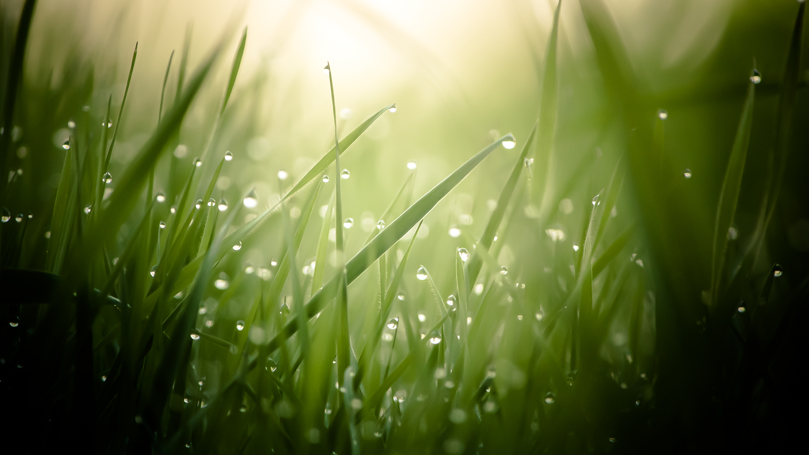 Wet Grass Wallpaperx900
