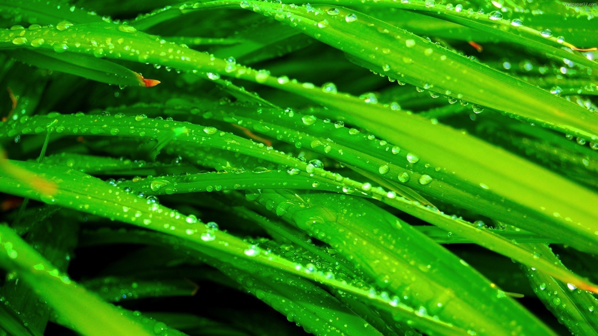 1920x1080 Grass, Dew, Drops, Green, Wet wallpaper JPG Gallery HD Wallpaper