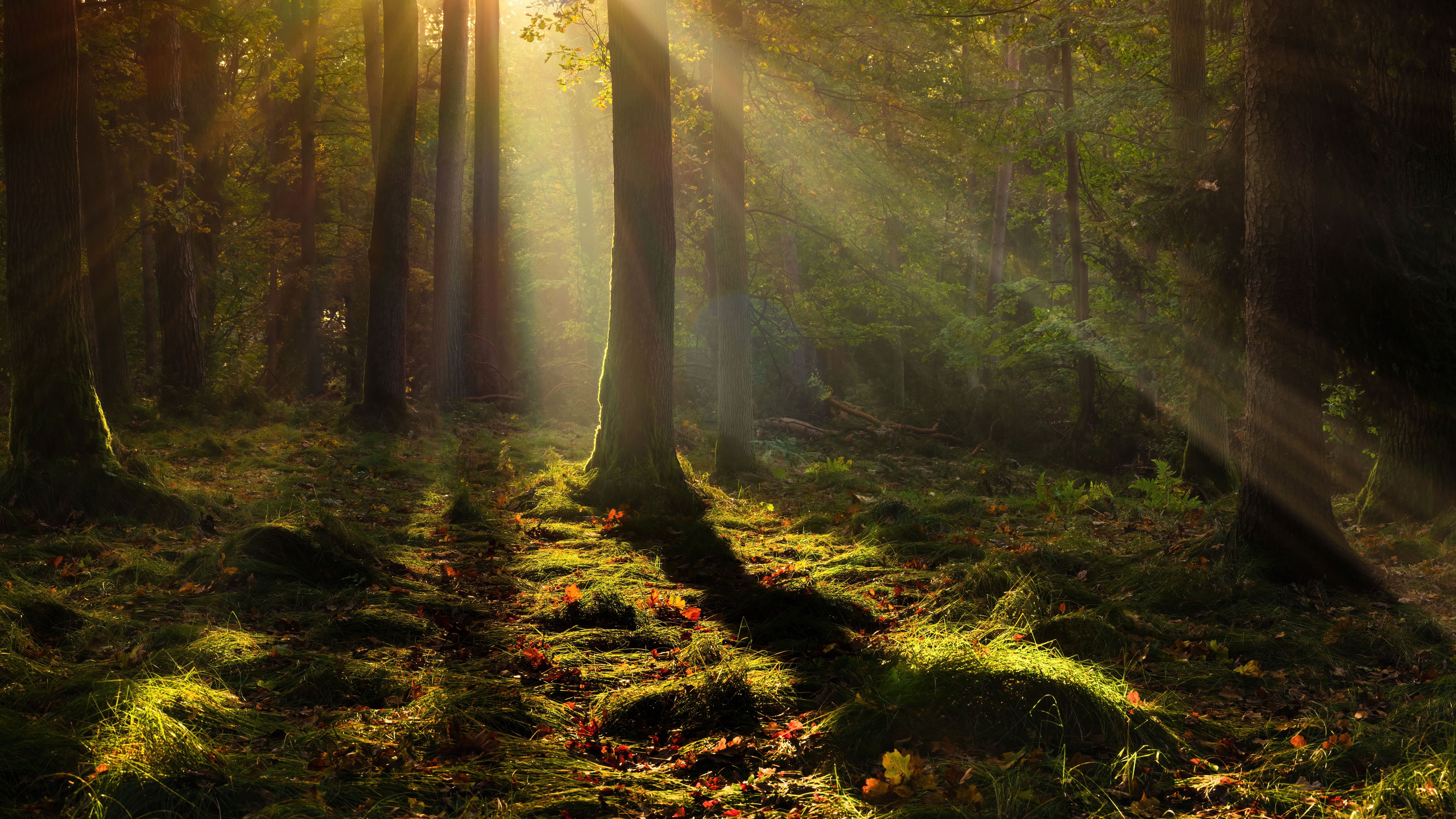 Forest Wallpaper 4K, Trees, Light, Poland, Nature