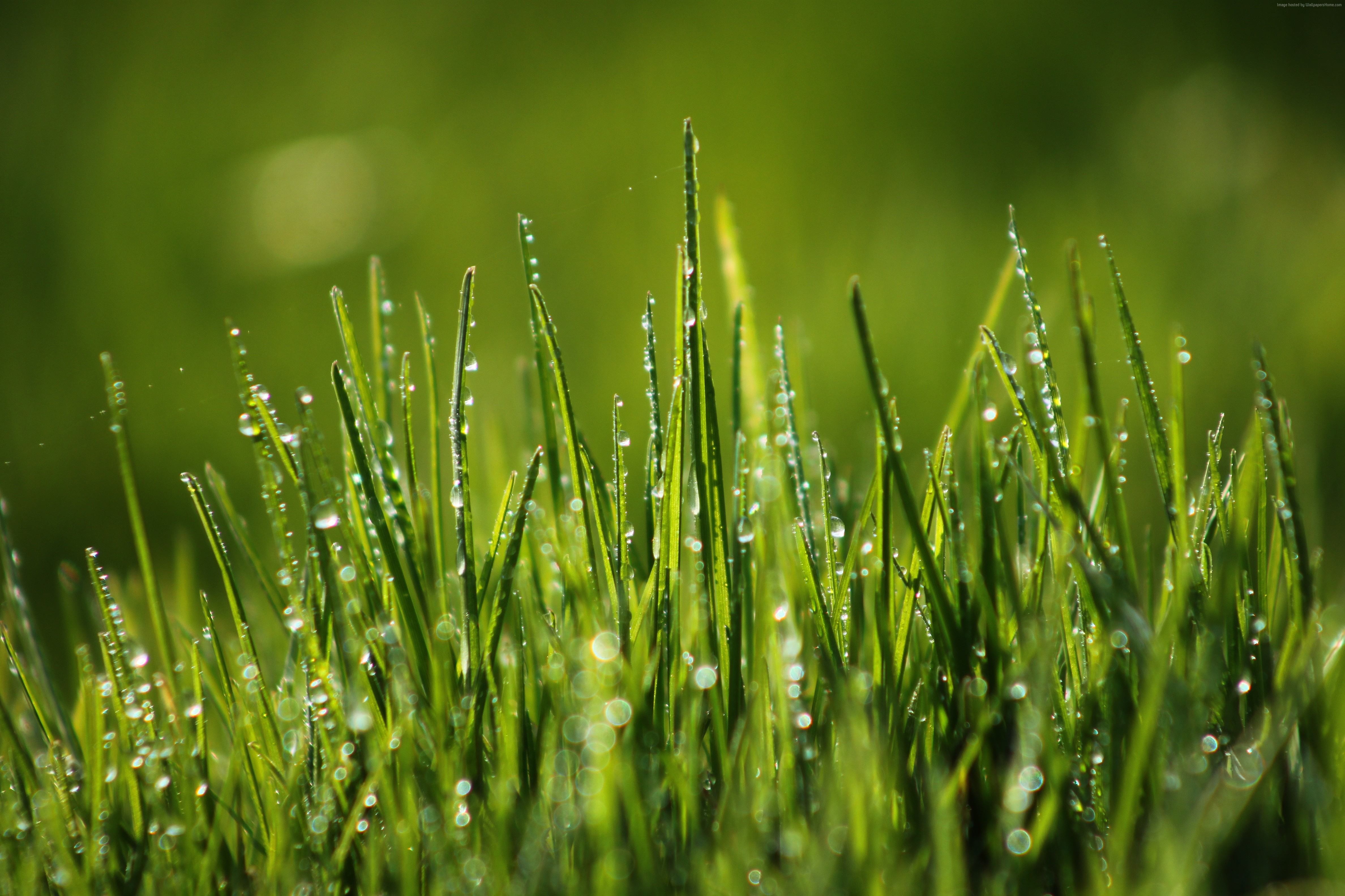 8k, HD wallpaper, field, 4k, dew, Green grass Gallery HD Wallpaper