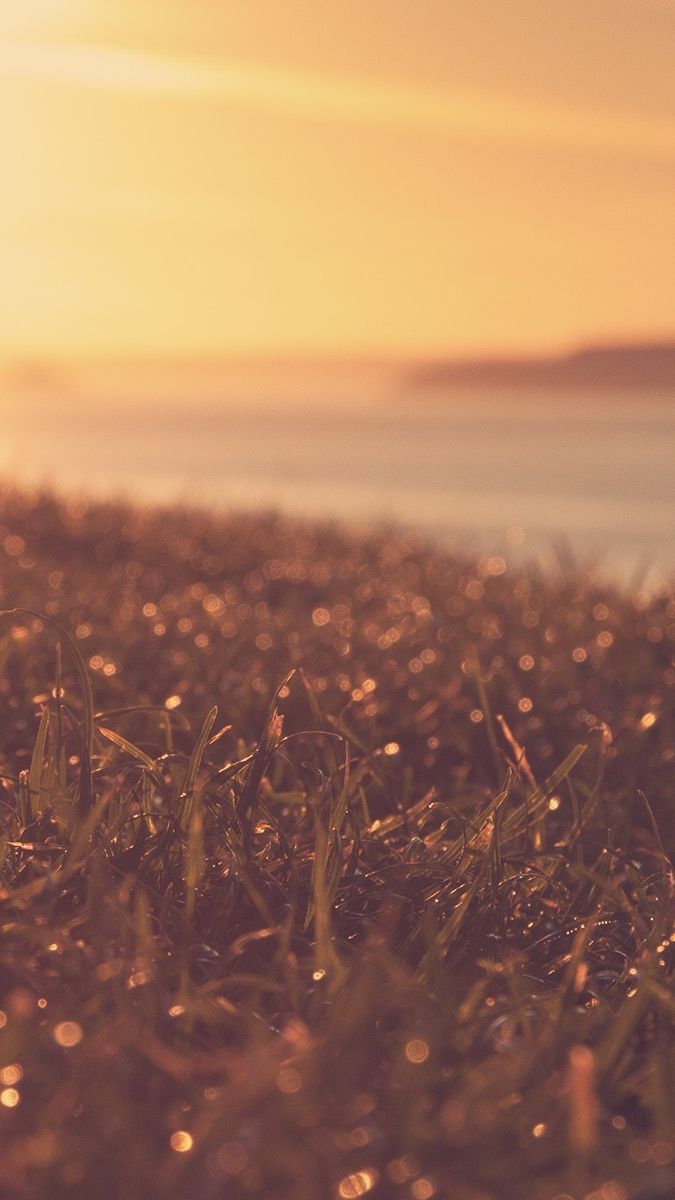 Sunset View Wet Grass Plants IPhone Wallpaper. Beautiful Wallpaper, Plant Wallpaper, Grass Wallpaper