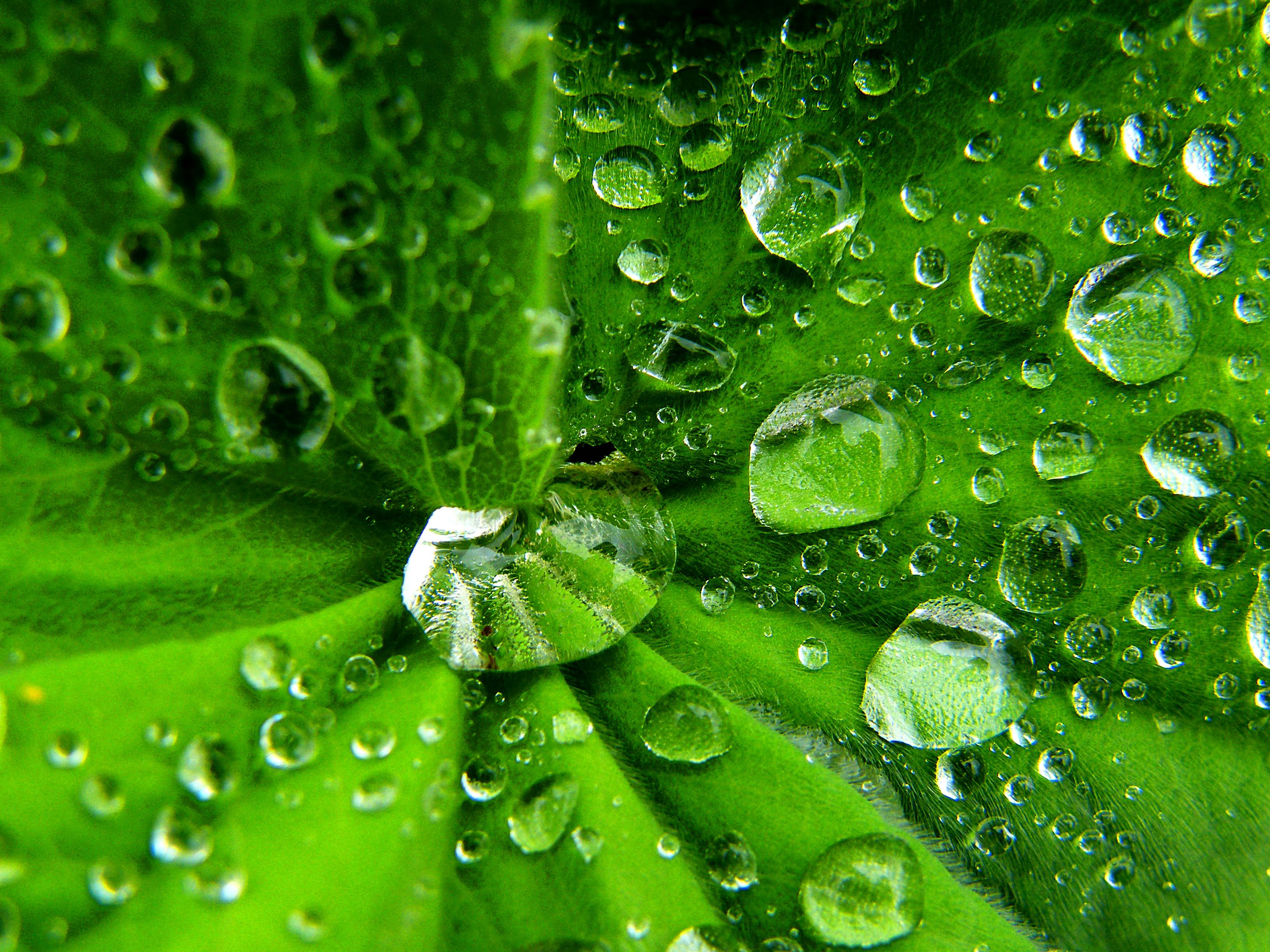 Wallpaper, water, grass, rain, green, wet, dew, leaf, waterdrop, drop, vegetation, close up, macro photography, moisture, organism 3264x2448