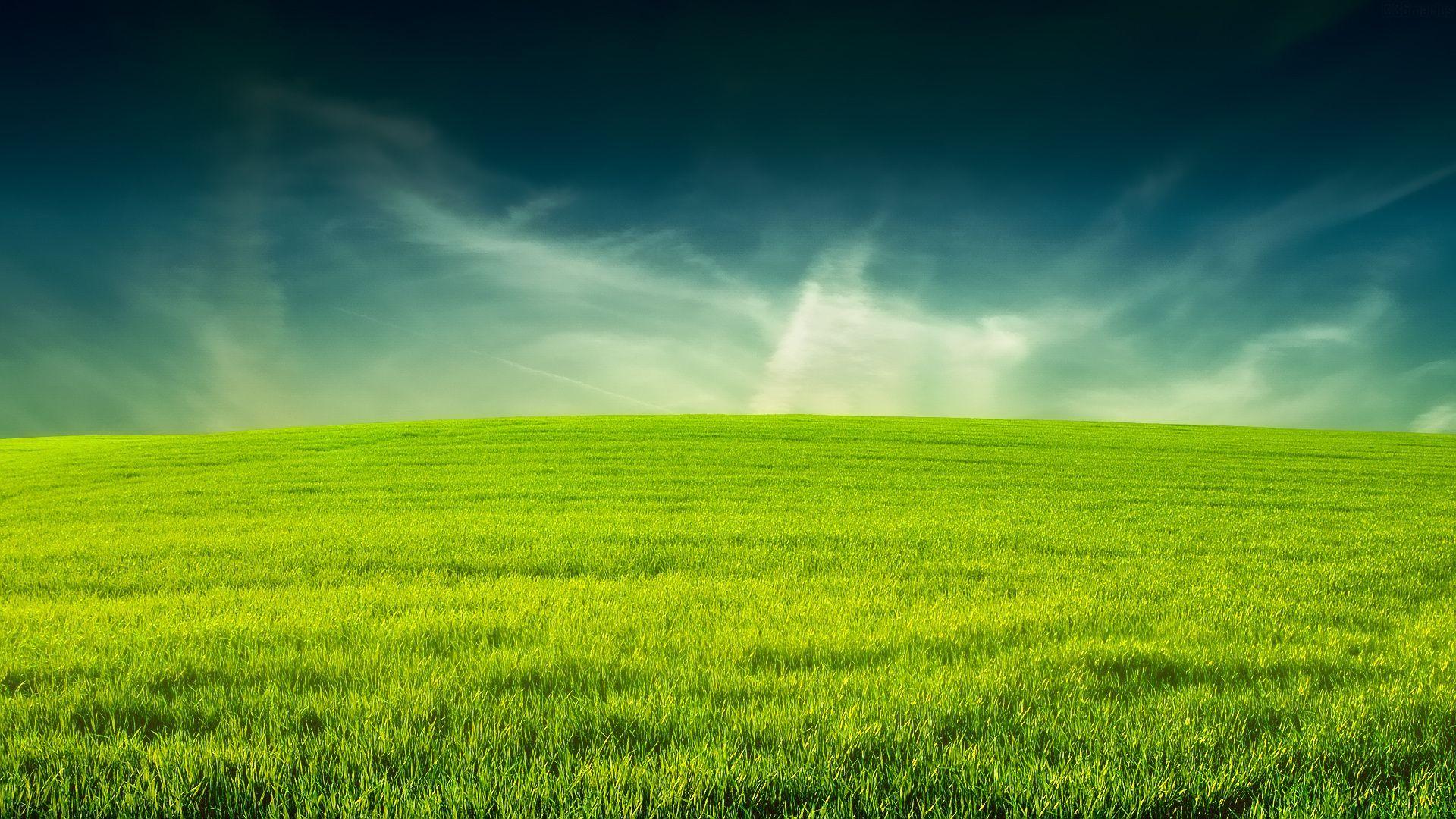 Grass Wallpaper
