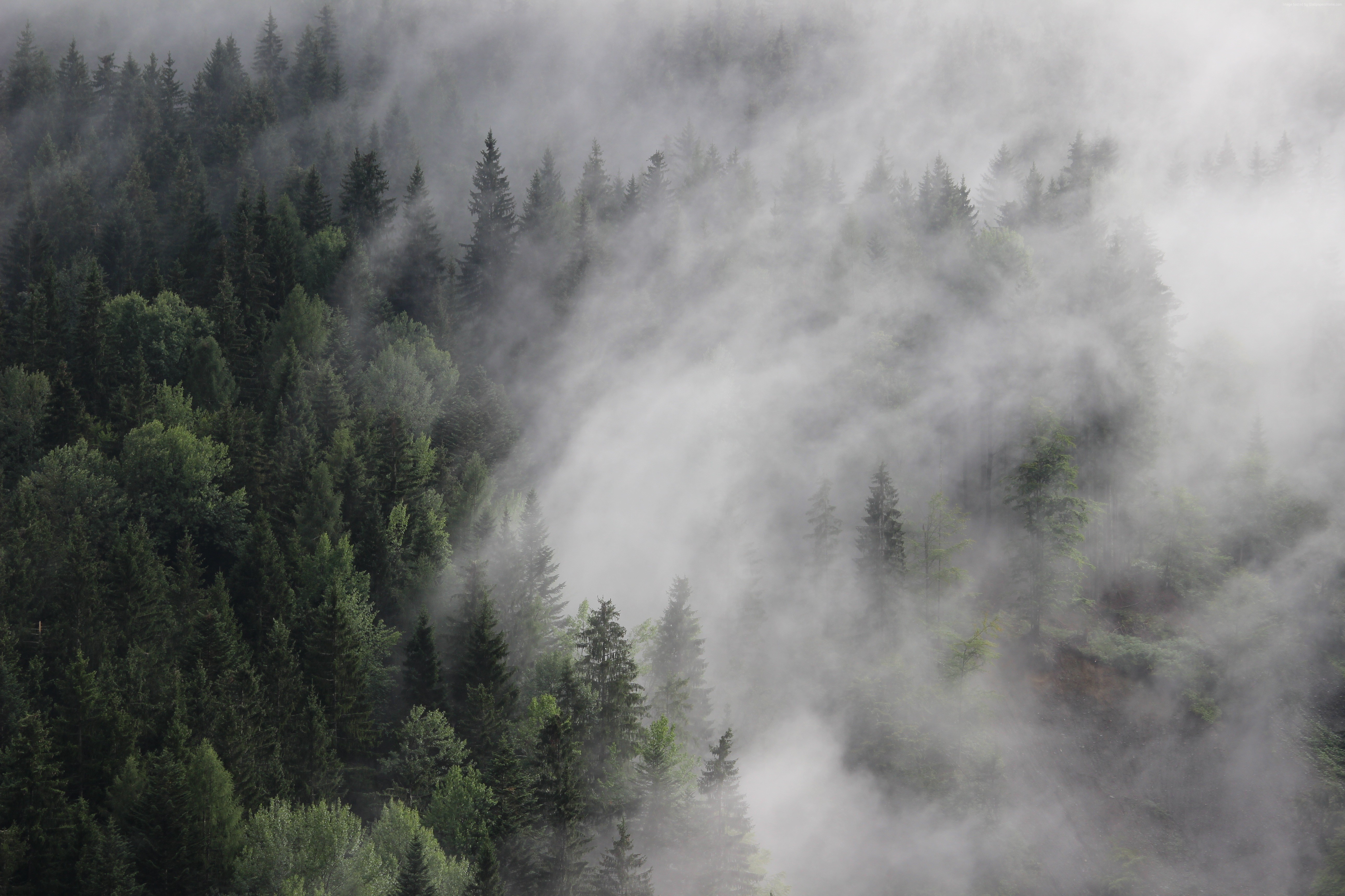 fog, pines, mist, Austria, 8k, forest, 4k, 5k Gallery HD Wallpaper