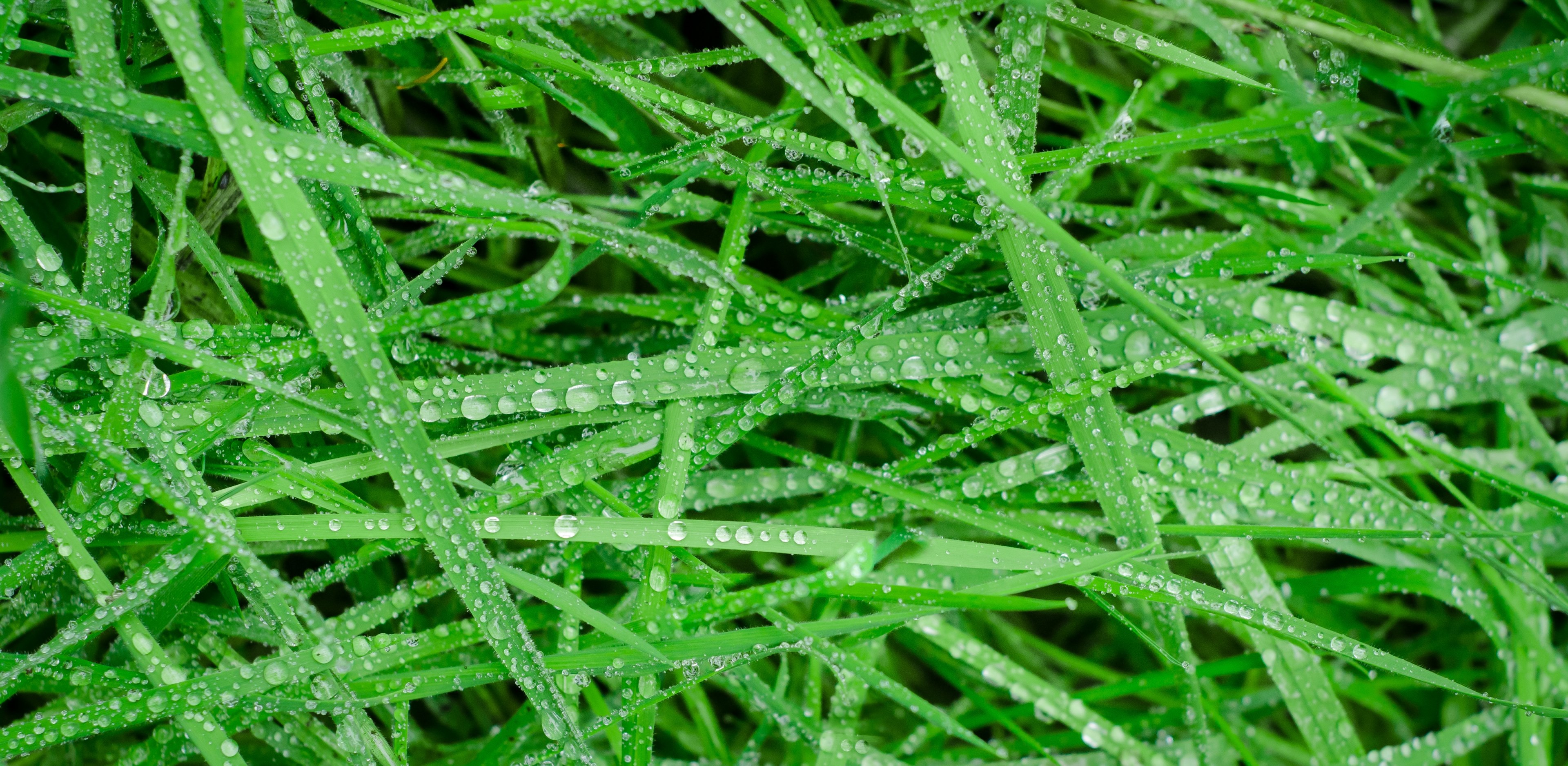 Wallpaper / green grass wet drops rain water texture 4k wallpaper free download