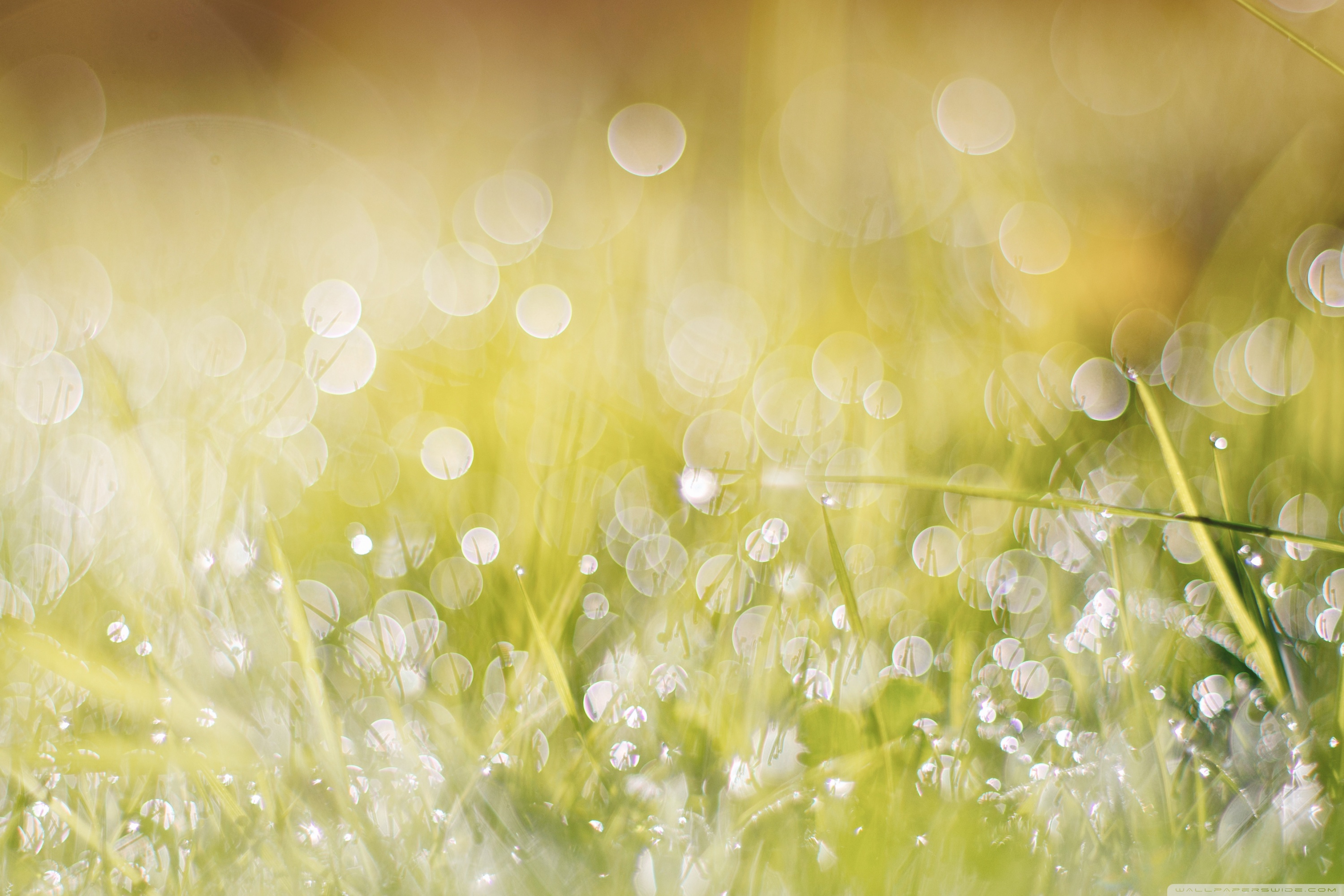 Wet Grass, Bokeh Ultra HD Desktop Background Wallpaper for 4K UHD TV, Widescreen & UltraWide Desktop & Laptop, Multi Display, Dual Monitor, Tablet