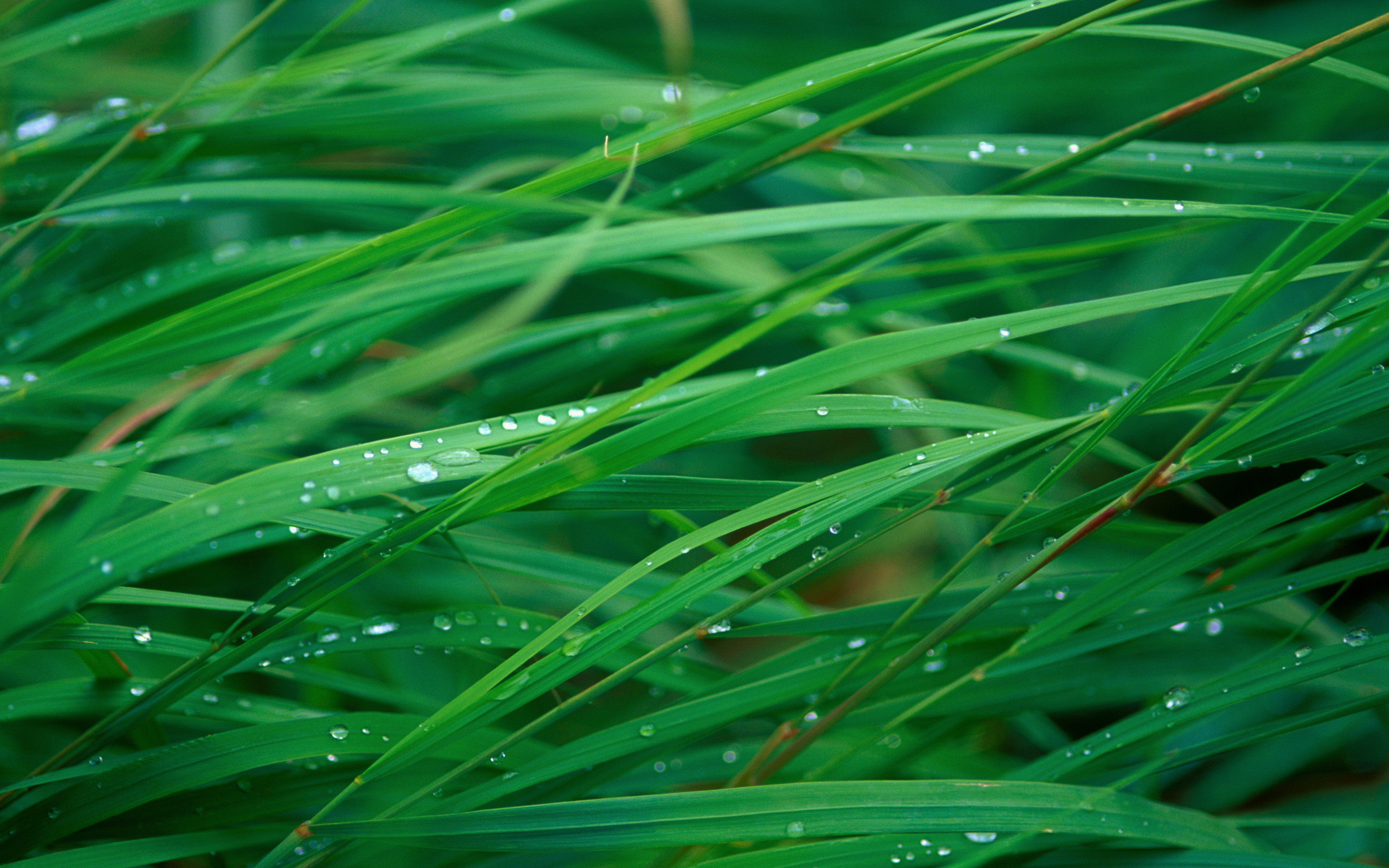Apple Grass Wallpaper