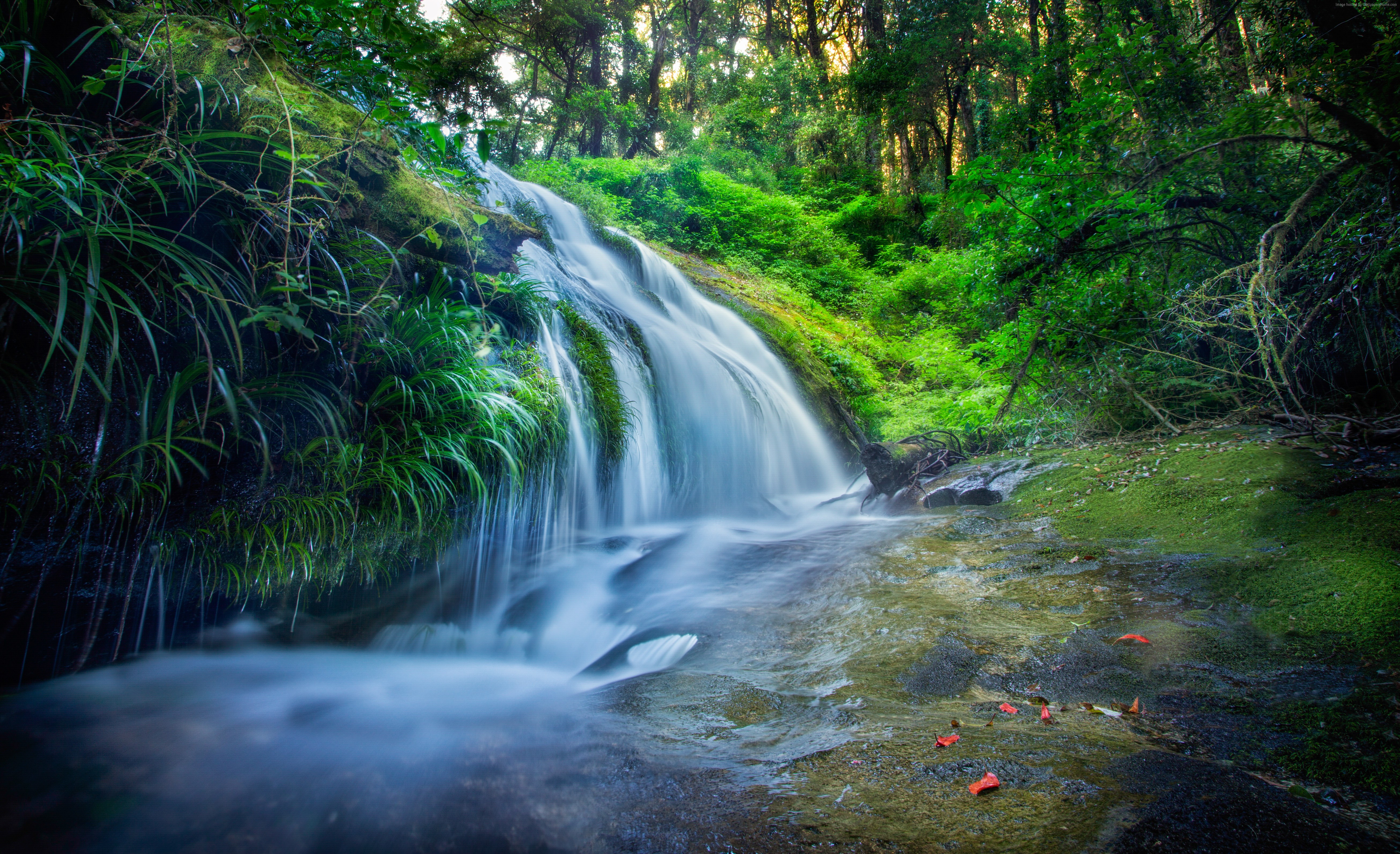 rocks trees, waterfall, forest, plants, river, 4k, 8k, 5k Gallery HD Wallpaper