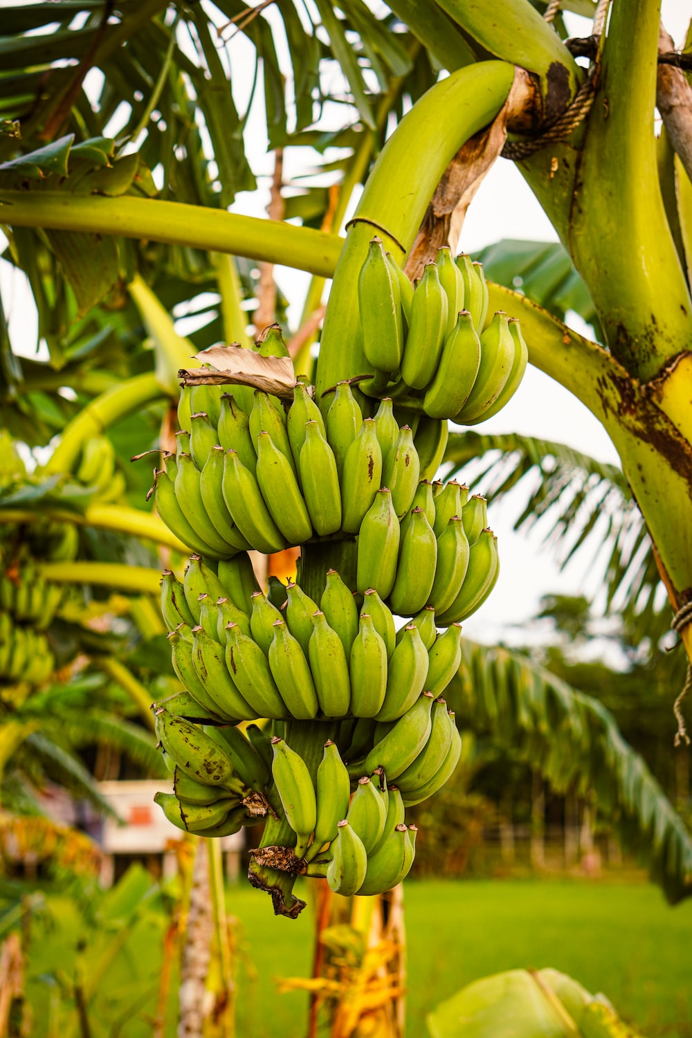 Green Banana Picture. Download Free Image