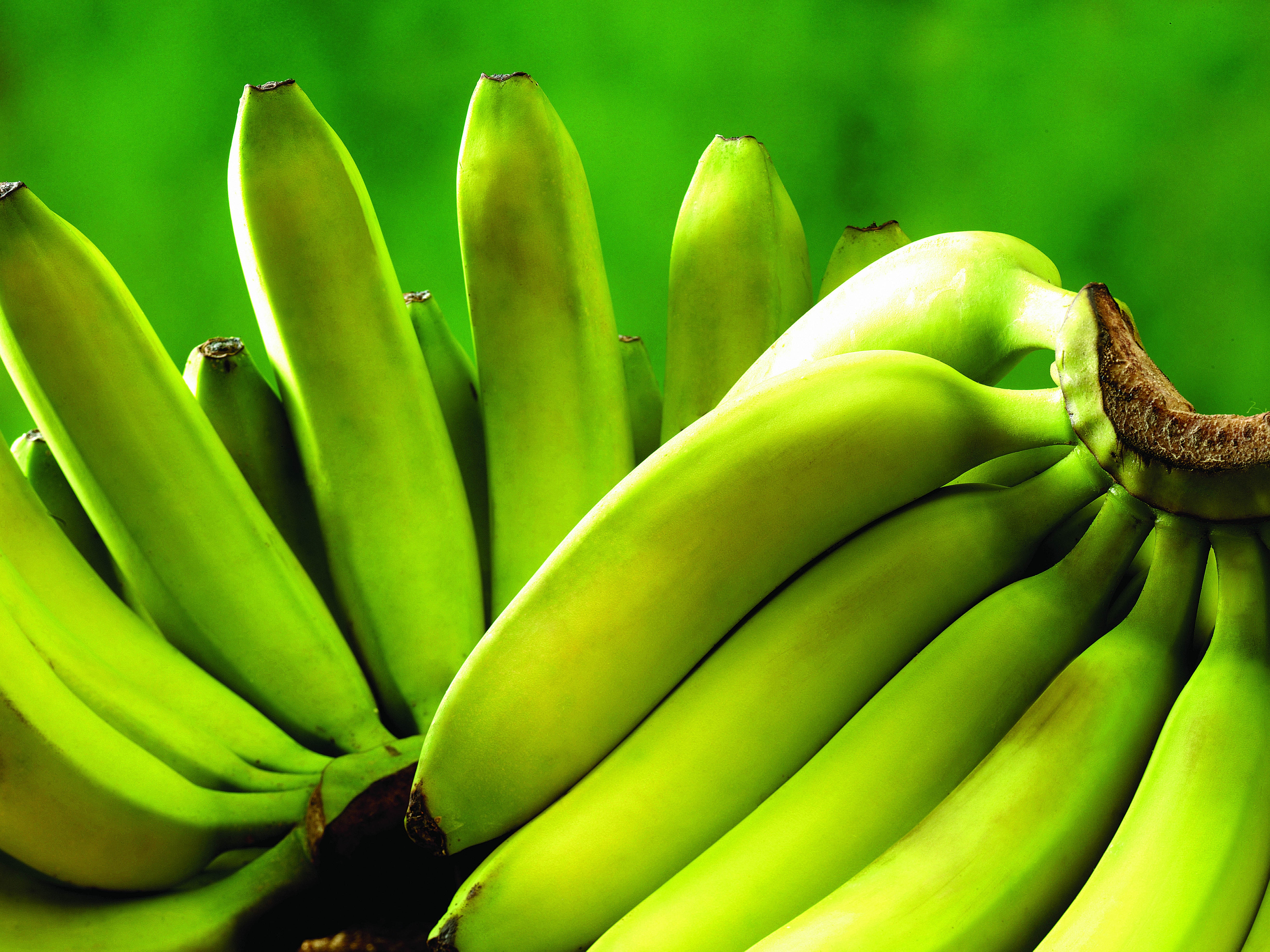 Wallpaper, food, fruit, green, yellow, leaf, flower, flora, produce, botany, land plant, flowering plant, close up, macro photography, vegetable, plant stem, banana family, cooking plantain, herbs 4896x3672 Wallpaper