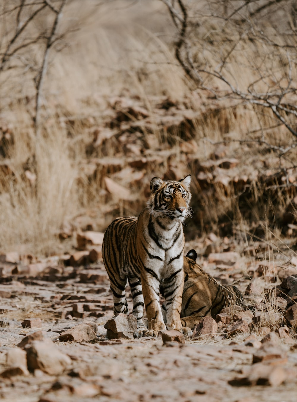 30,Ranthambore National Park, India Picture. Download Free Image