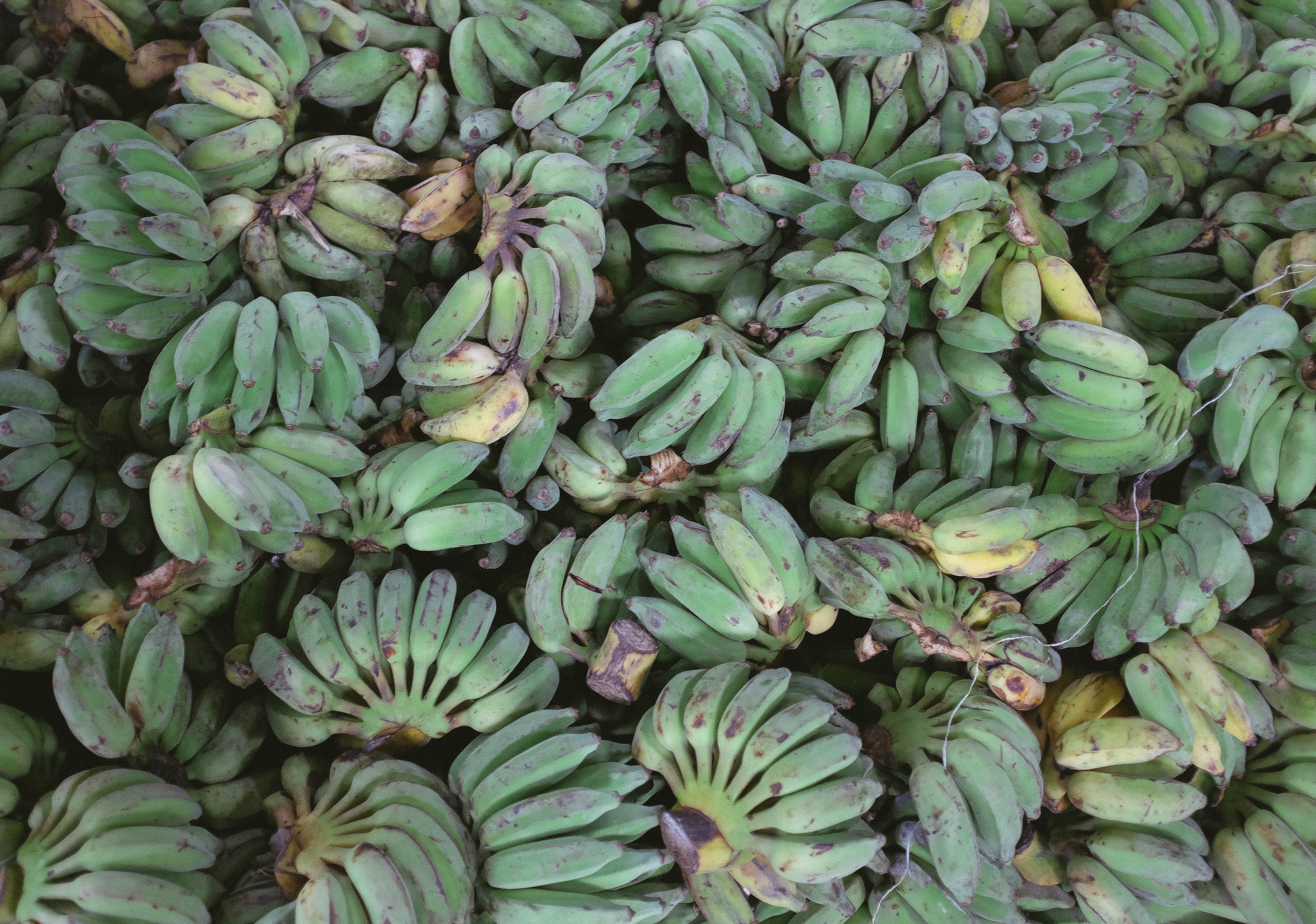 plantain 1080P, 2k, 4k HD wallpaper, background free download
