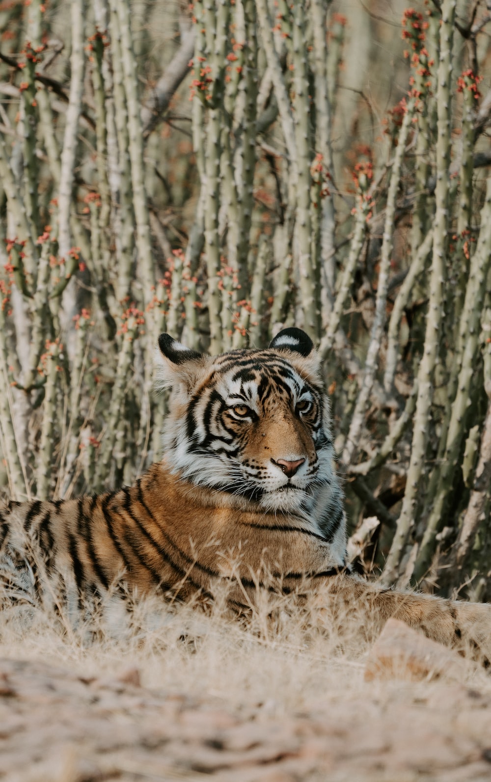 30,Ranthambore National Park, India Picture. Download Free Image