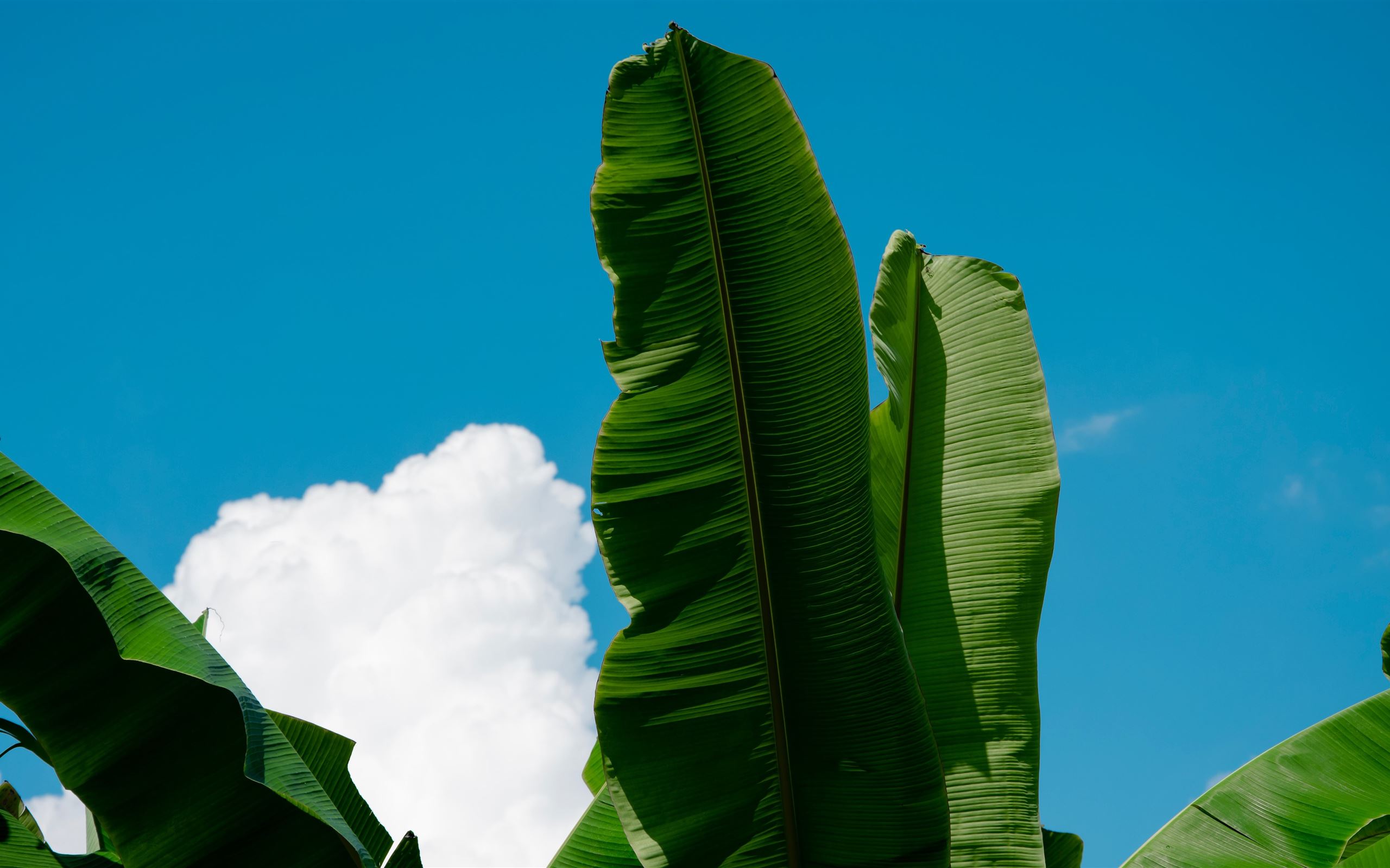 plantain#plants#nature#d. iMac Wallpaper Download