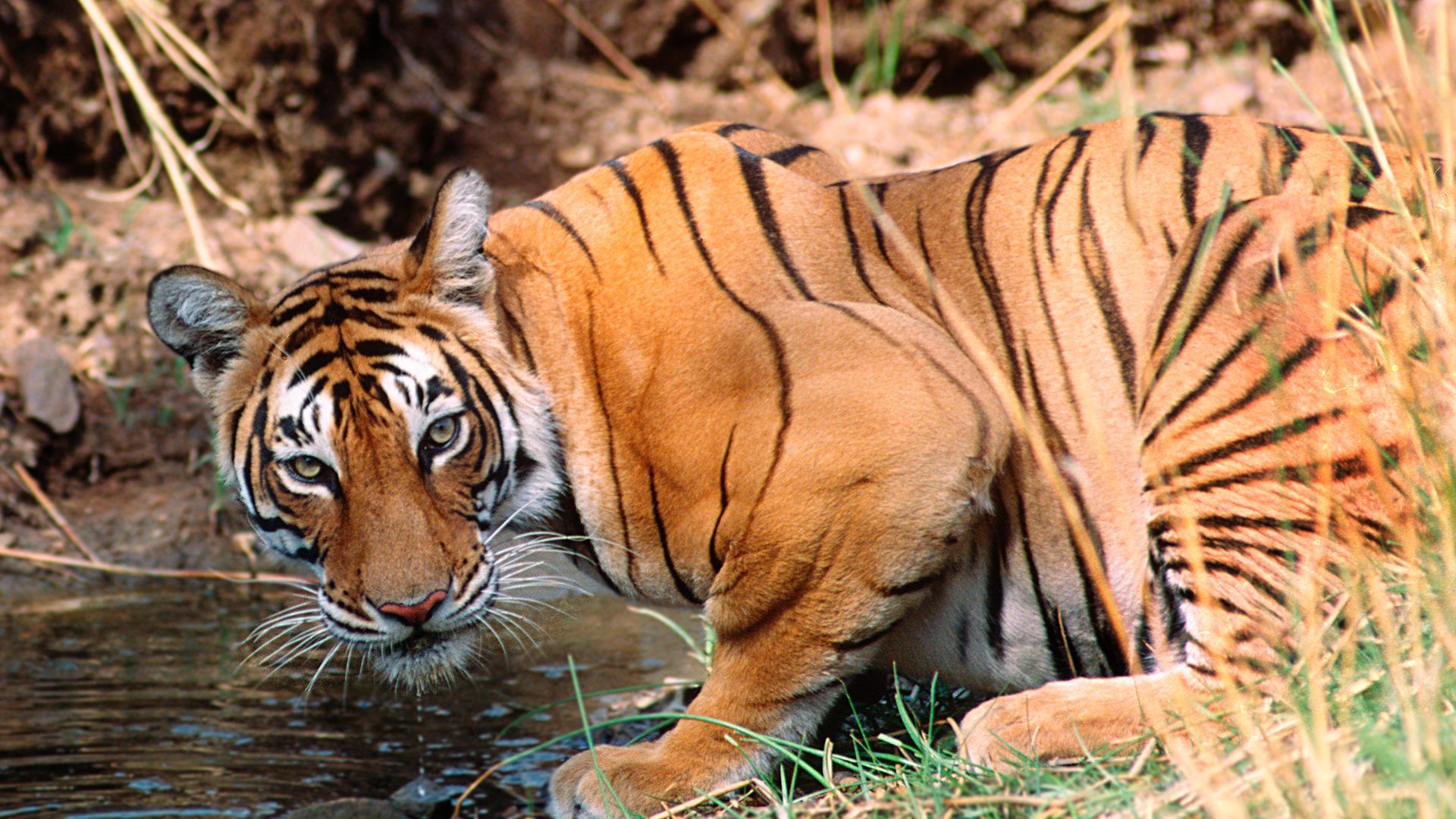Why visit Ranthambore National Park?