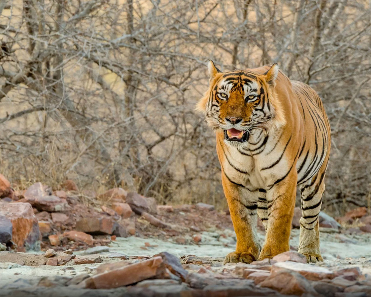 Ranthambore Wallpapers - Wallpaper Cave