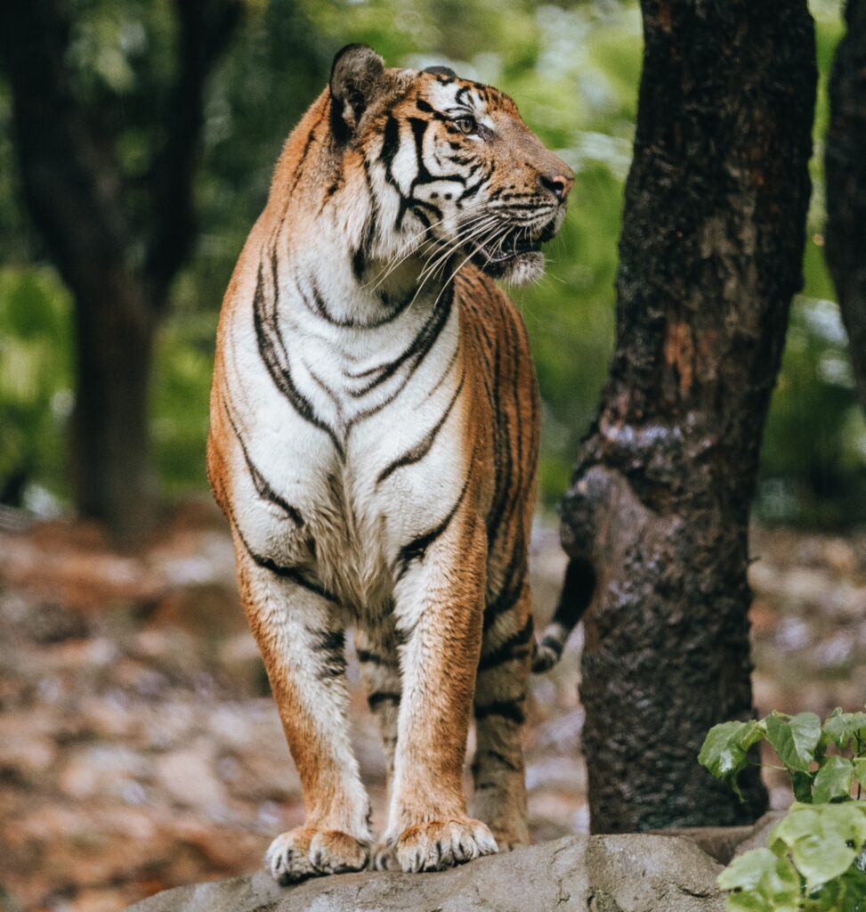 Online Safari Booking National Park