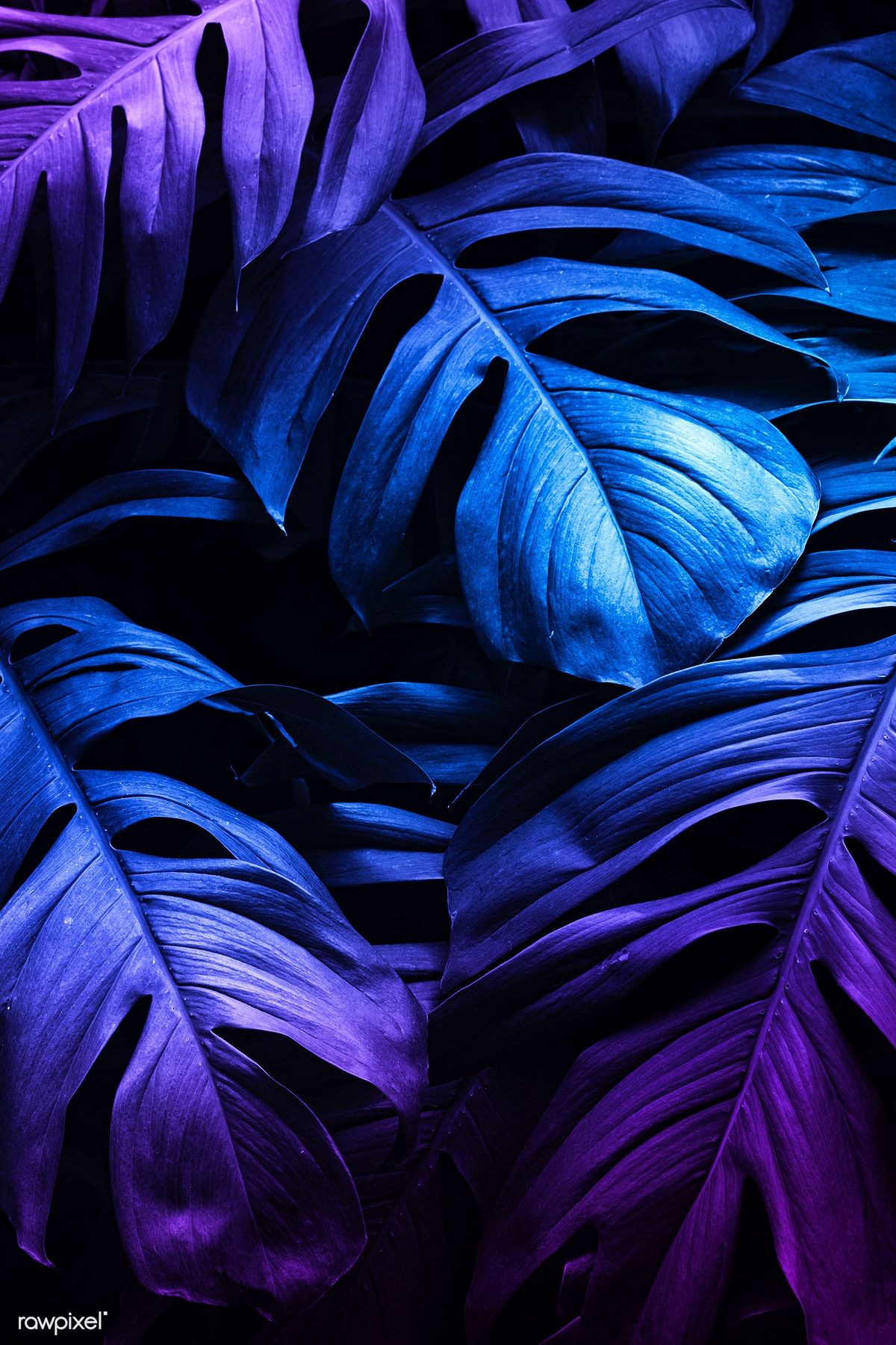 Neon tropical Monstera leaf banner. premium image / HwangMangjoo. Neon jungle, Neon, Monstera leaf