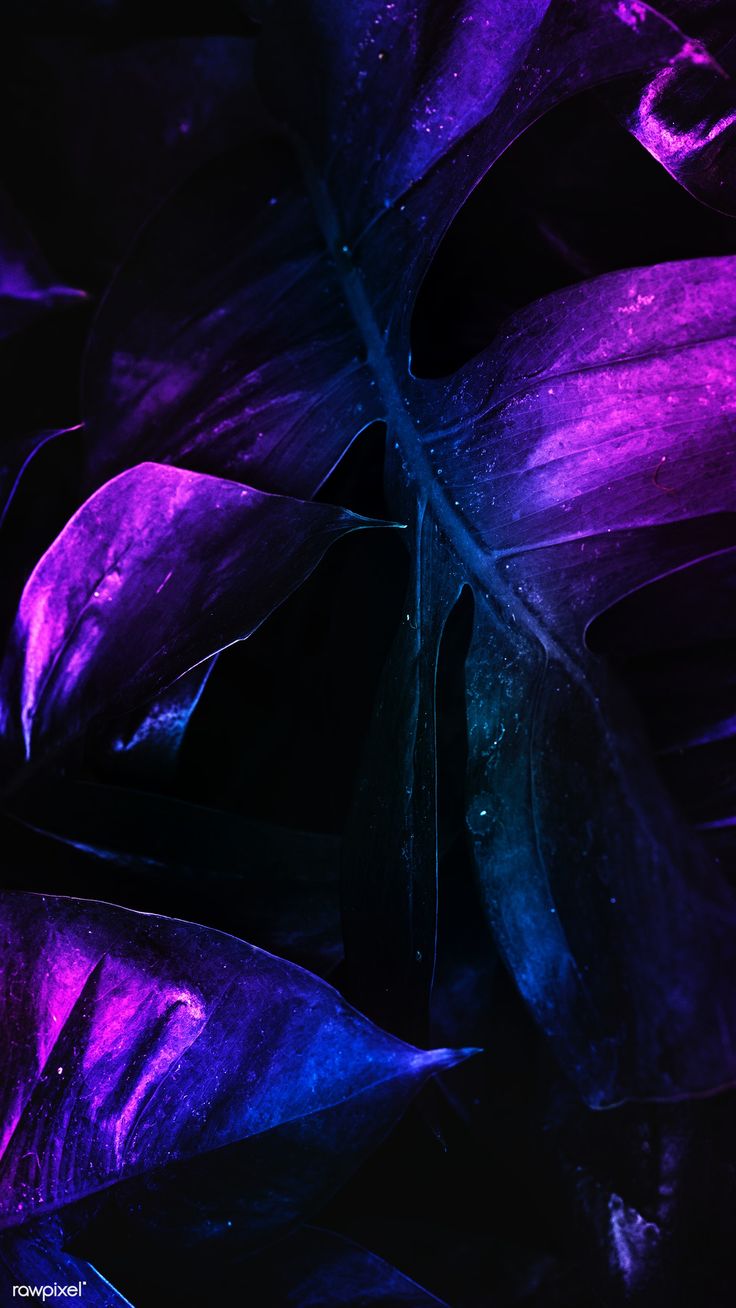 Neon tropical jungle foliage banner, 4k iphone and mobile phone wallpaper. premium image. Black and purple wallpaper, Neon wallpaper, Neon jungle