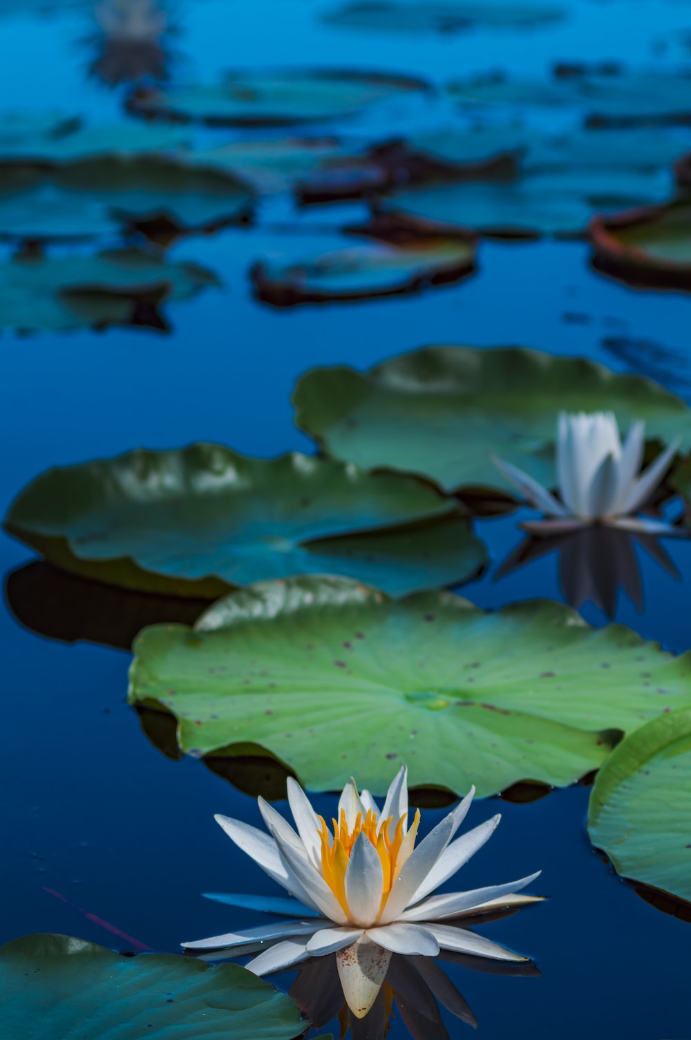 Lily Pond Wallpapers - Wallpaper Cave