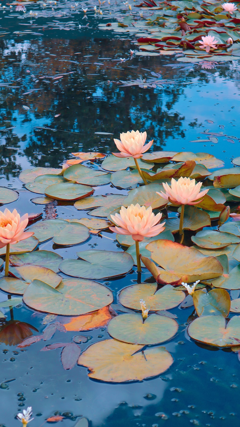 Lily Pond Picture. Download Free Image
