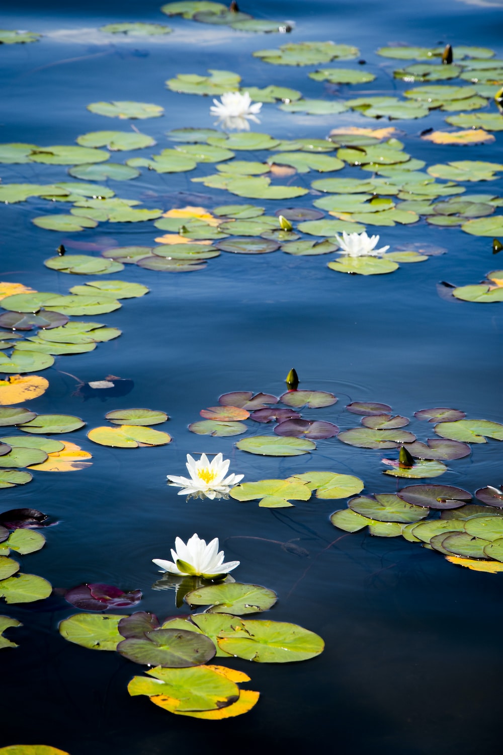 green lily pads on water photo