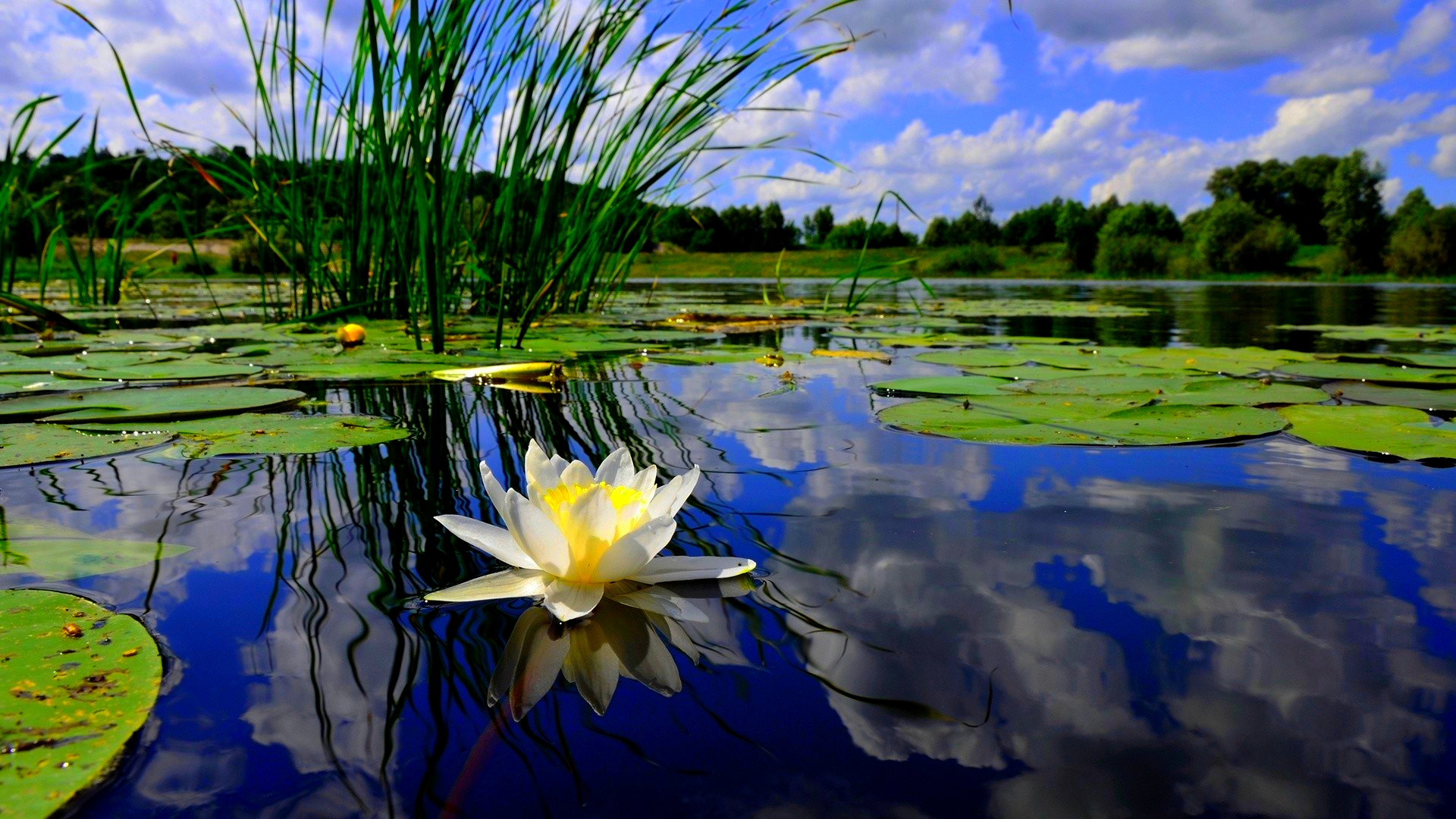 Free download lily pond 208722 [1920x1080] for your Desktop, Mobile & Tablet. Explore Pond Wallpaper. Koi Pond Wallpaper, Koi Pond Live Wallpaper, Amy Pond Wallpaper