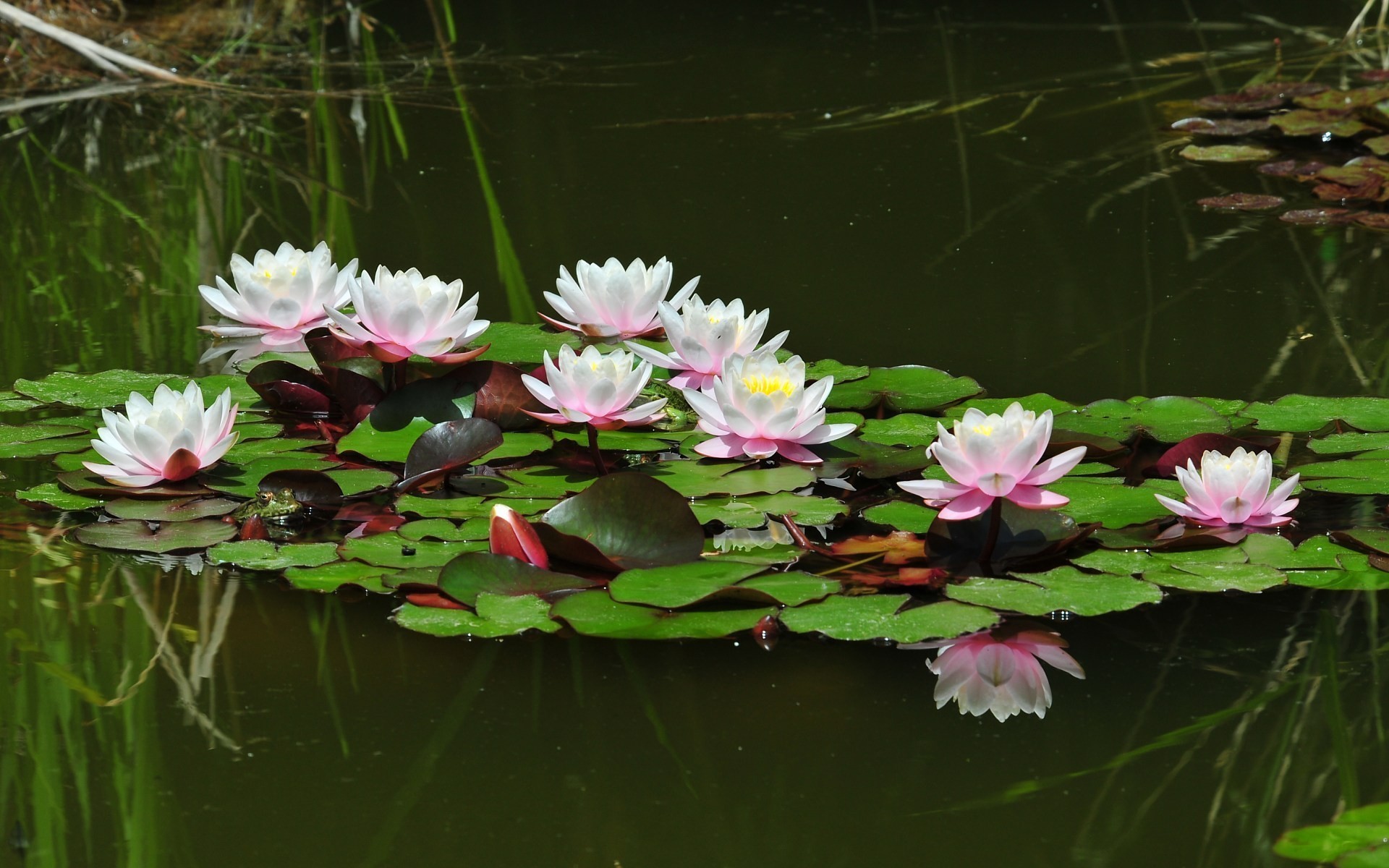 Water Lilies Pond wallpaper. Water Lilies Pond