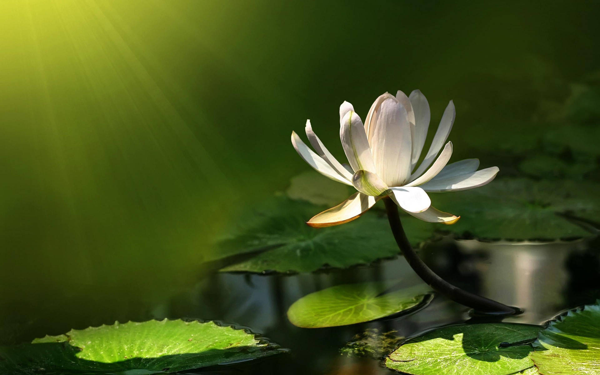 Free Water Lily Background, Water Lily Background s for FREE