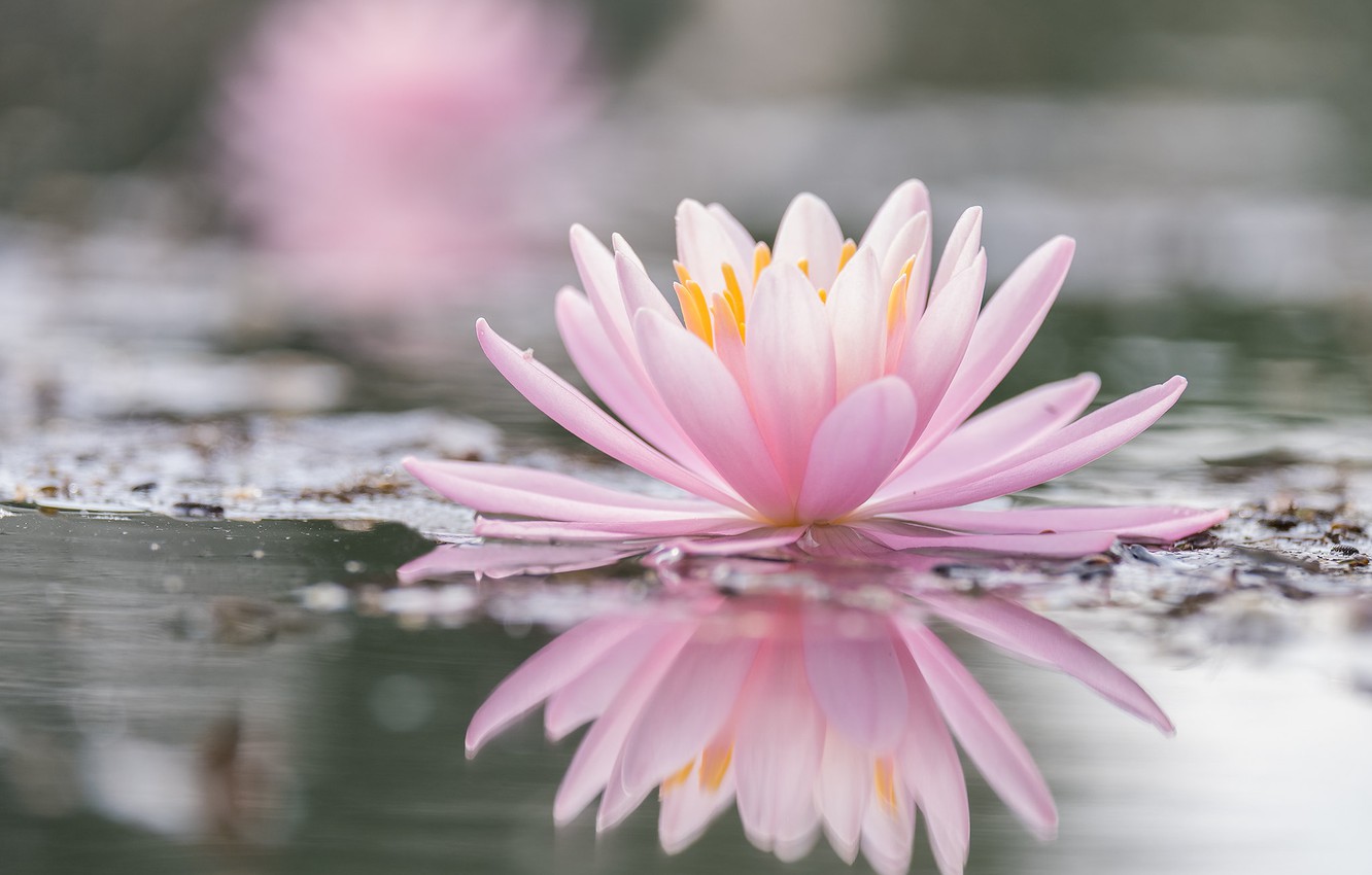 Lily Pond Wallpapers - Wallpaper Cave