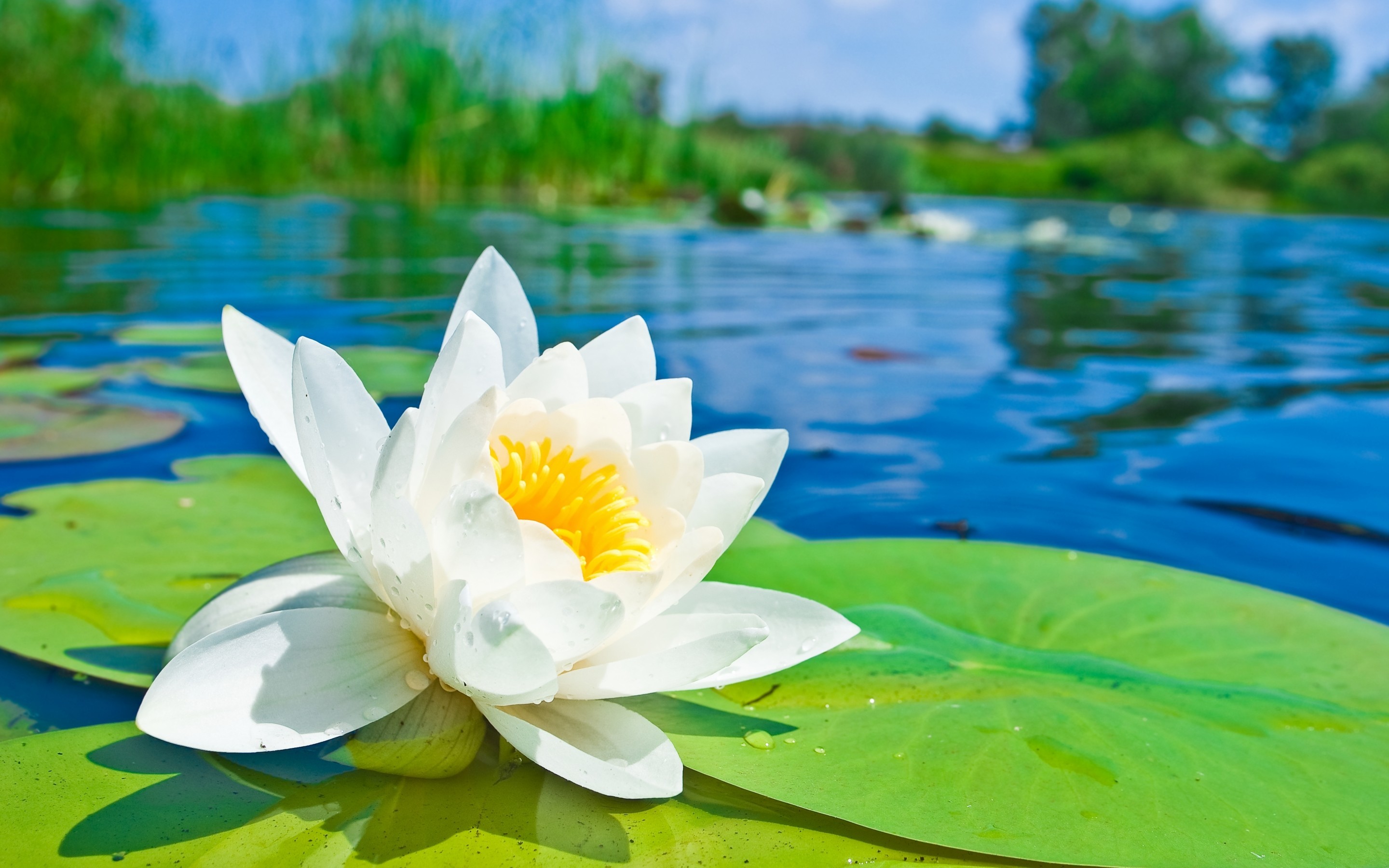 Lily Pad Wallpaper
