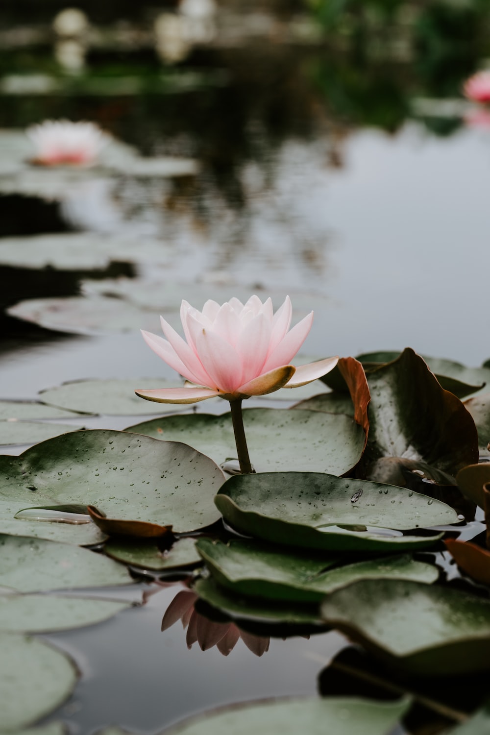 Lily Pond Wallpapers - Wallpaper Cave