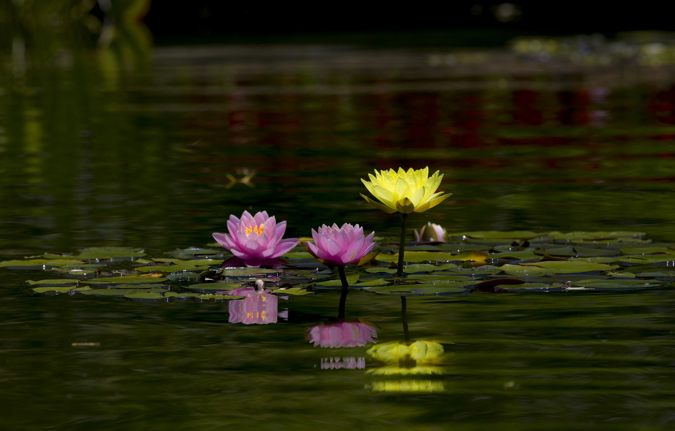 Lily Pond Wallpapers - Wallpaper Cave