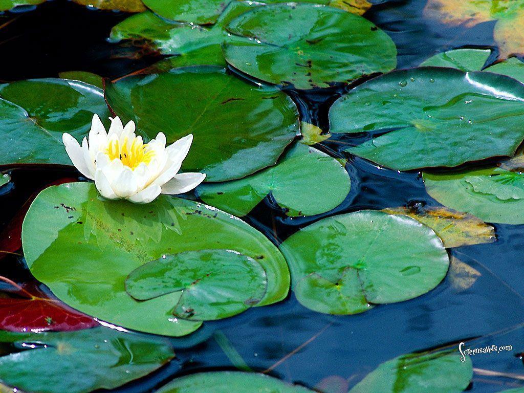 Free download Lily Pad Wallpaper [1024x768] for your Desktop, Mobile & Tablet. Explore Lily Pad Wallpaper. Lily Collins Wallpaper, Calla Lily Wallpaper, Lily Wallpaper