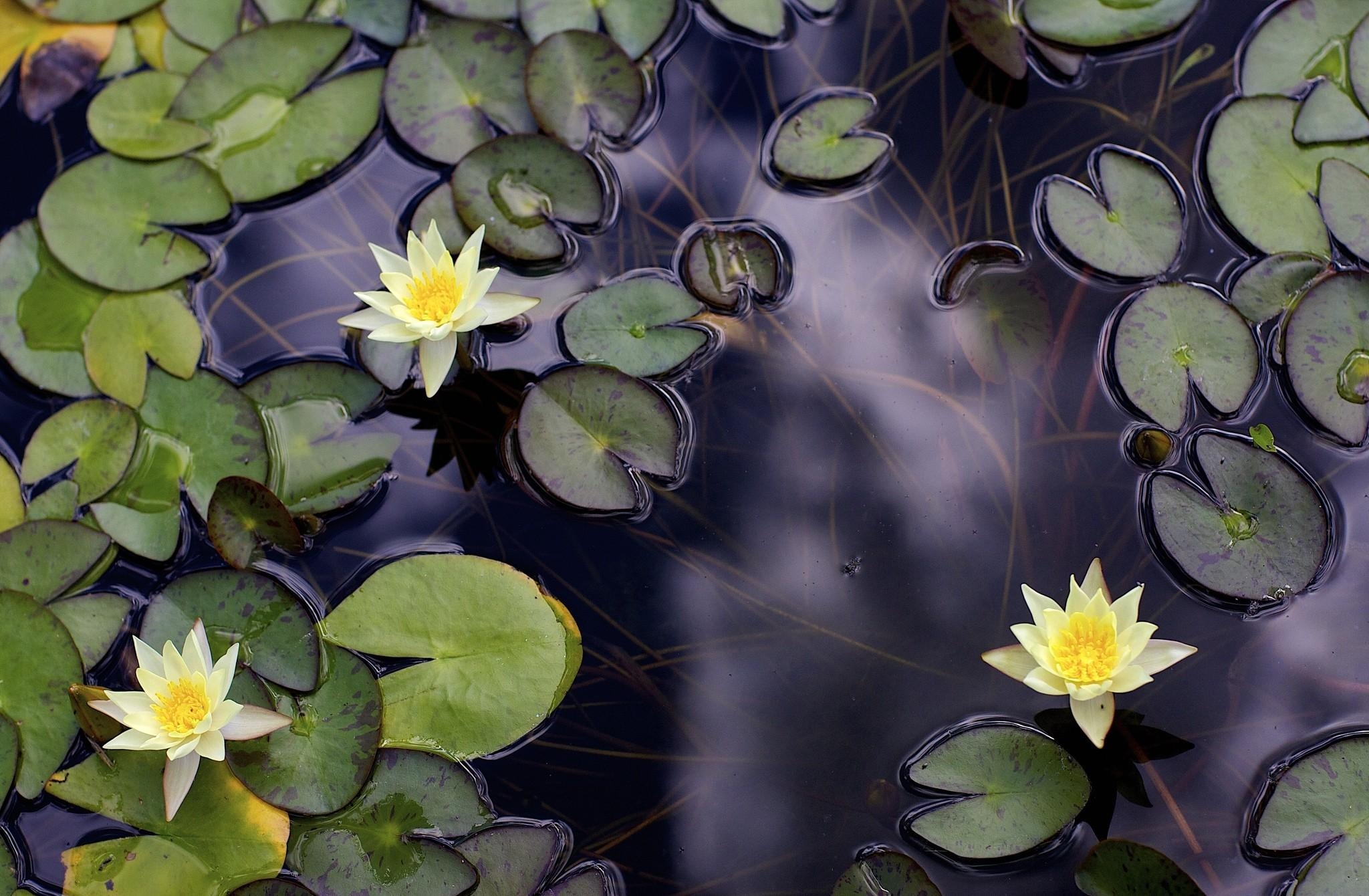 Wallpaper, water lilies, pond, depth, leaves 2048x1340