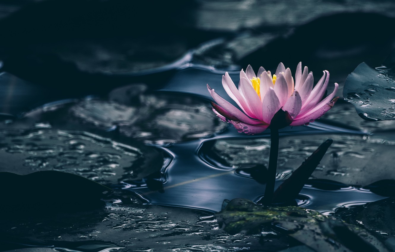 Wallpaper flower, leaves, water, pond, the dark background, pink, Lily, pond, Nymphaeum, water Lily image for desktop, section цветы