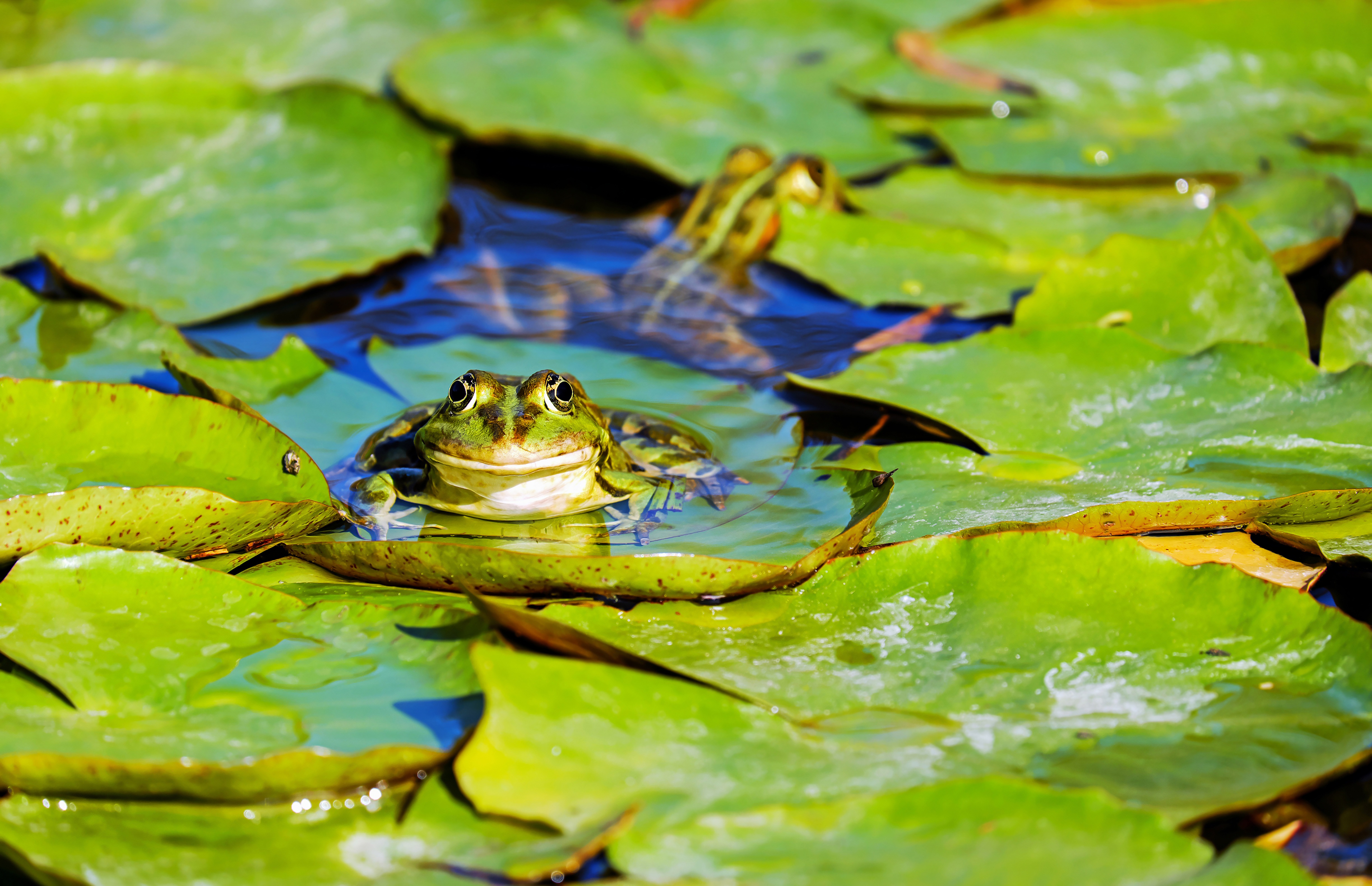 Green Frog on a Lily Pad