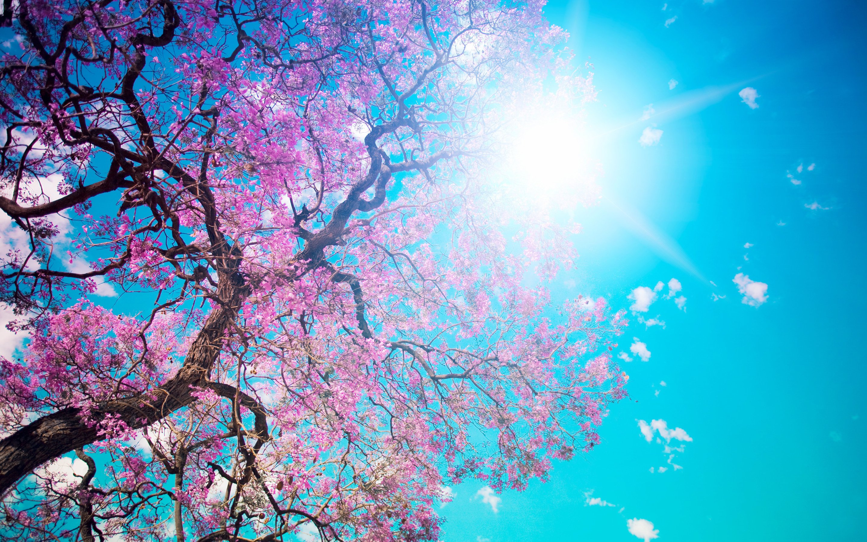 nature, Bloom, Beauty, Pink, Tree, Beautiful, Tree, Blossom, Sun, Petals, Blue, Sky, Dazzling Wallpaper HD / Desktop and Mobile Background