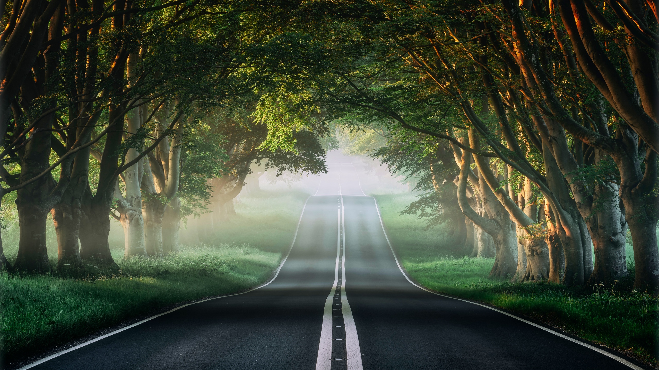 Forest Wallpaper 4K, Road, Mist, Nature