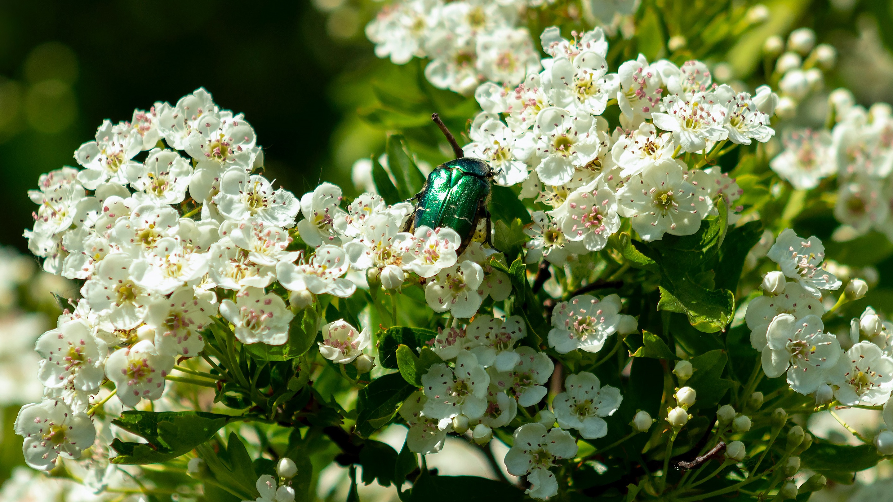 Beetle HD, Spring, Blossom, Insect Gallery HD Wallpaper