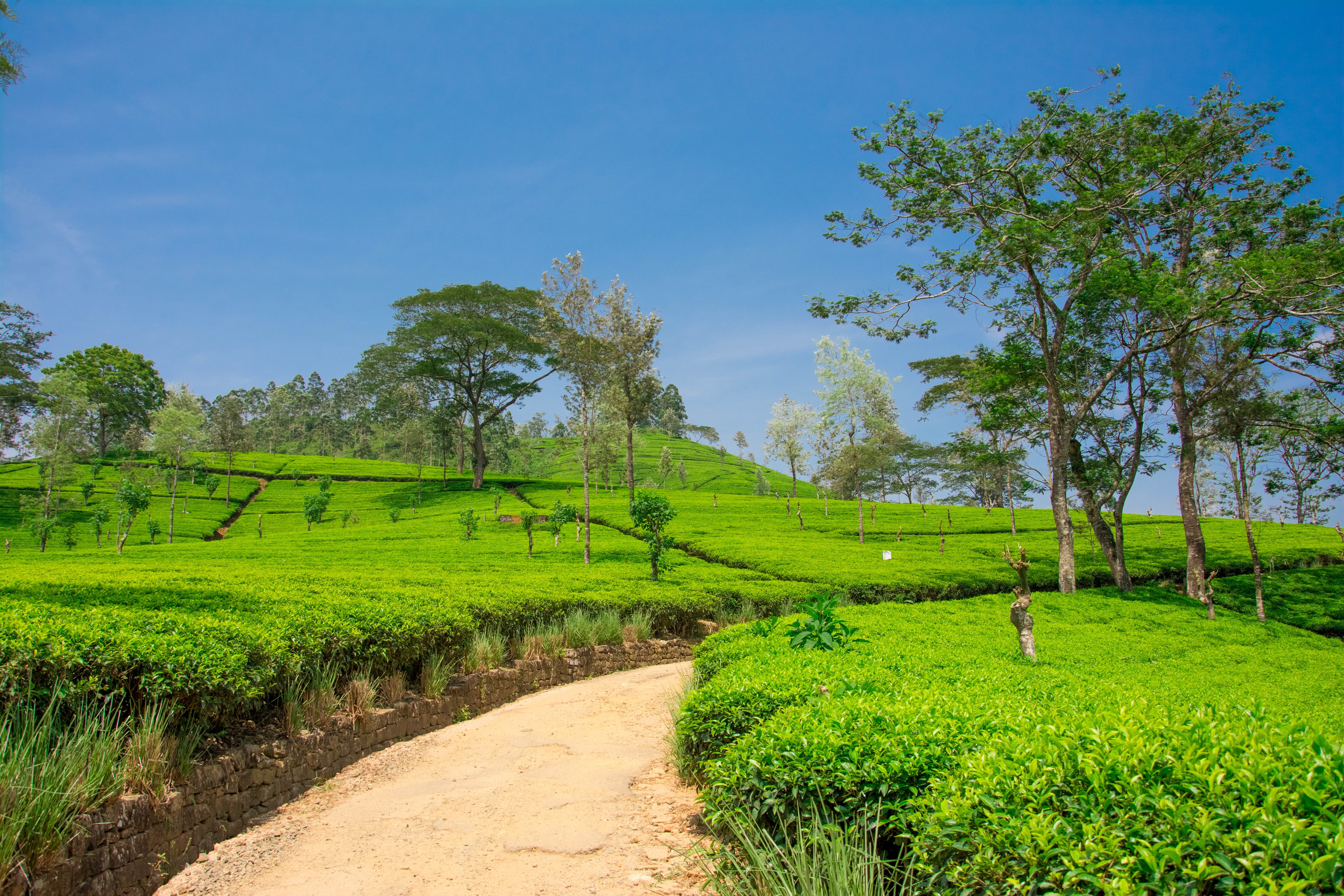 4K, Nuwara Eliya, Sri Lanka, Fields, Spring, Roads, Trees Gallery HD Wallpaper