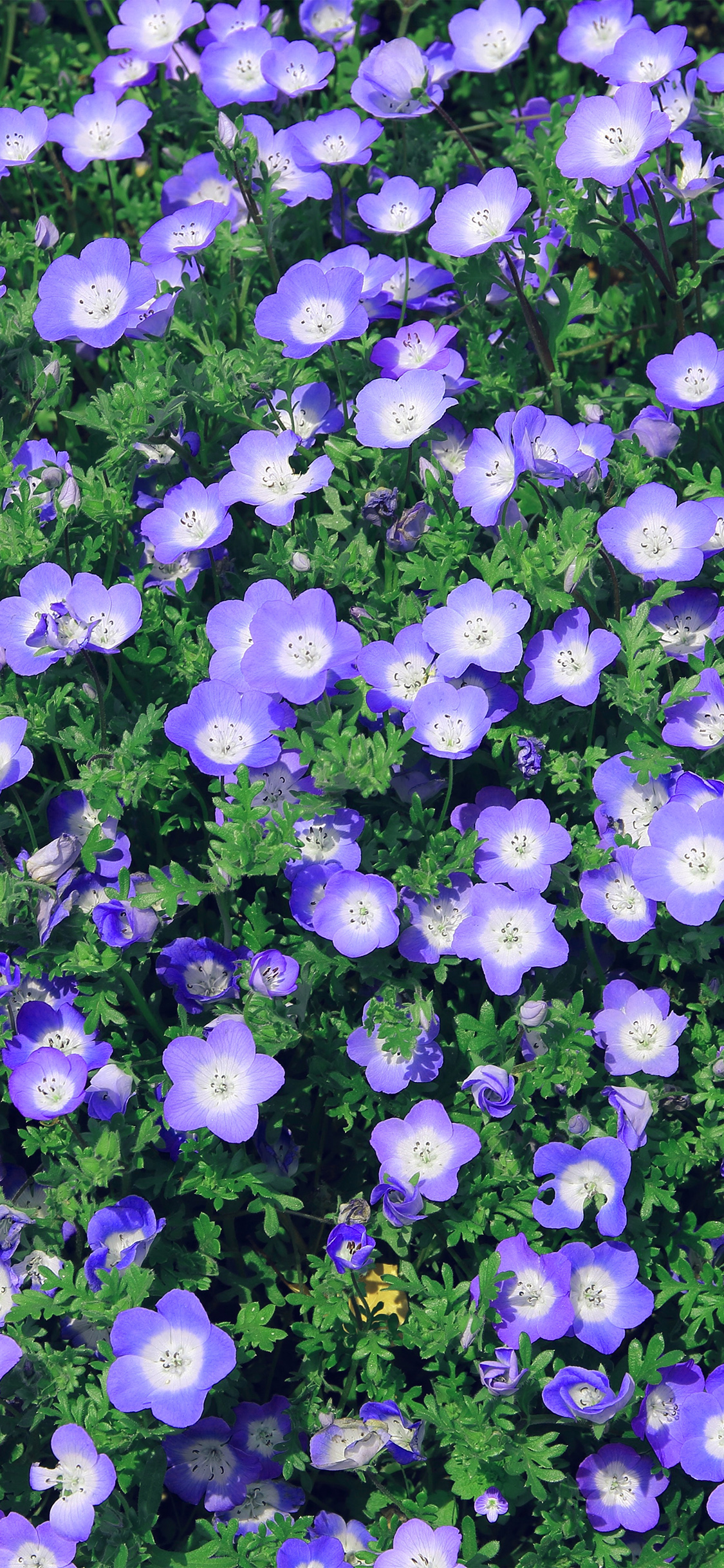 iPhone Purple Spring Wallpapers - Wallpaper Cave