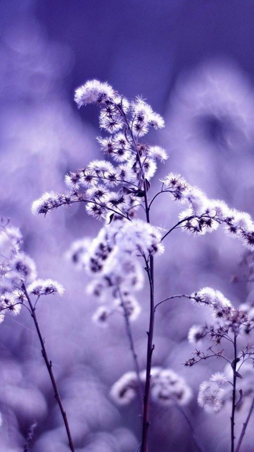 Purple Flower iPhone Wallpaper