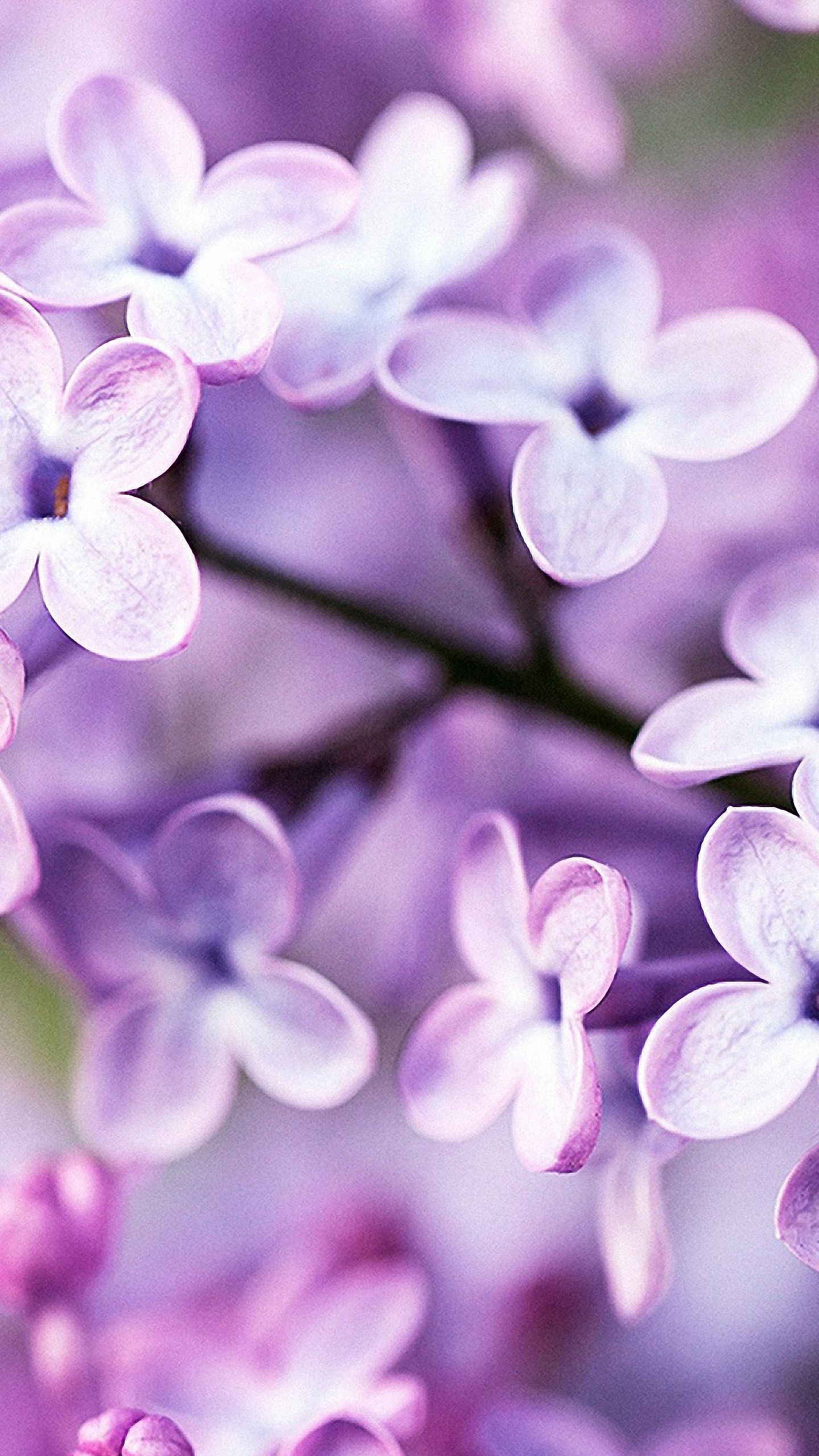 Purple Flower iPhone Wallpaper