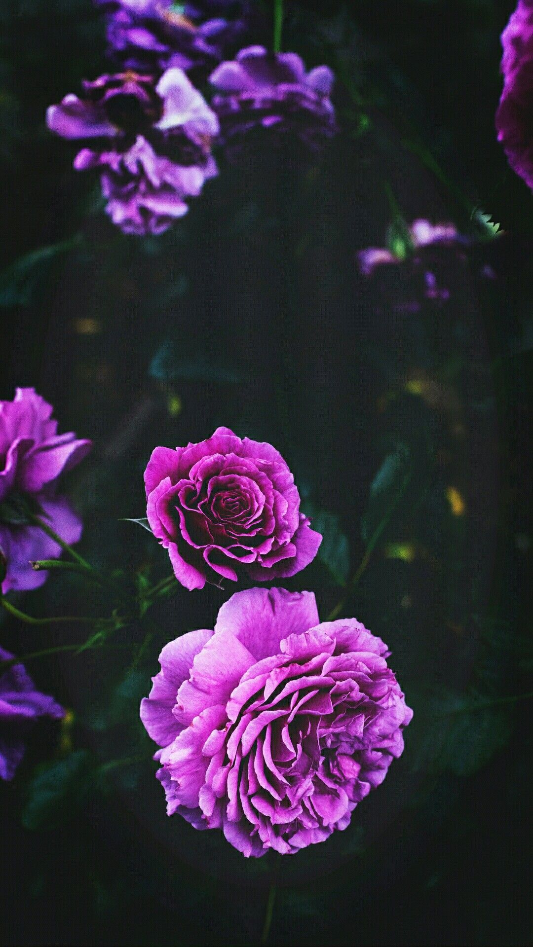 Purple Flower iPhone Wallpaper