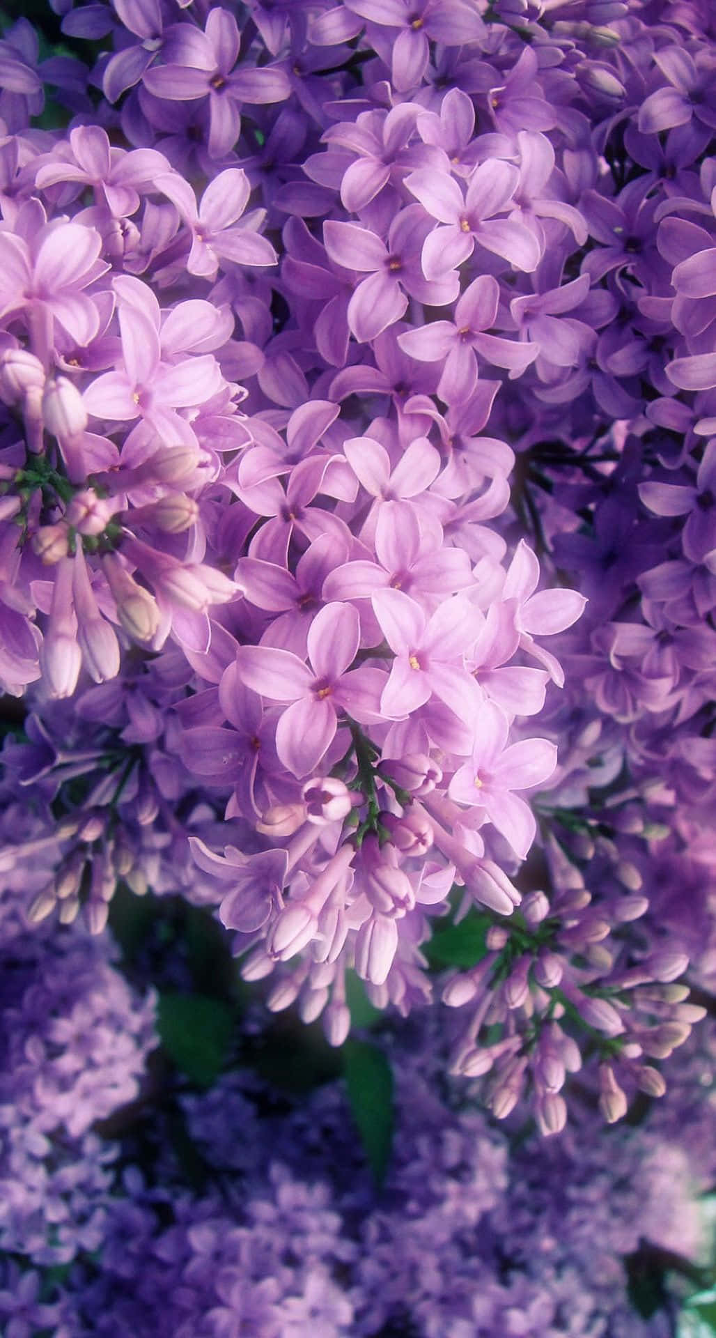 Download Purple Flowers Are Growing In A Tree Wallpaper