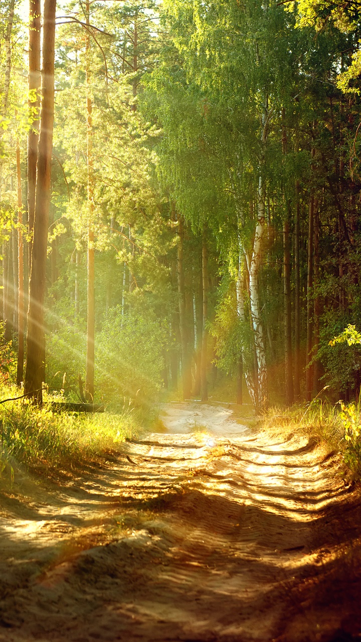 Wallpaper / Earth Path Phone Wallpaper, Summer, Forest, Road, Sun, Nature, 720x1280 free download