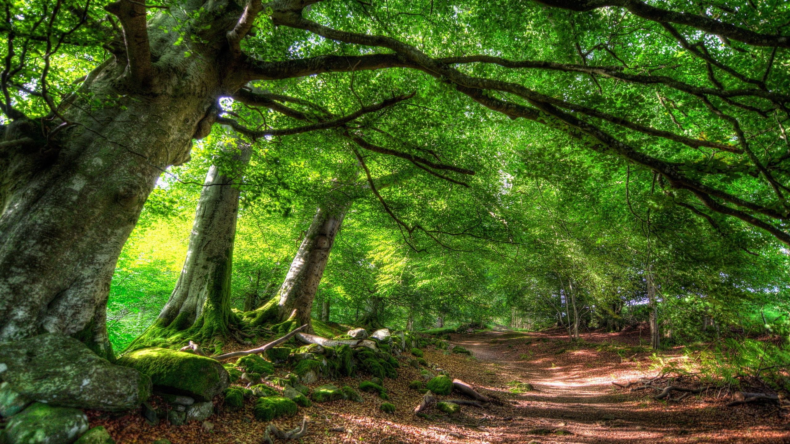 Forest summer Wallpaper